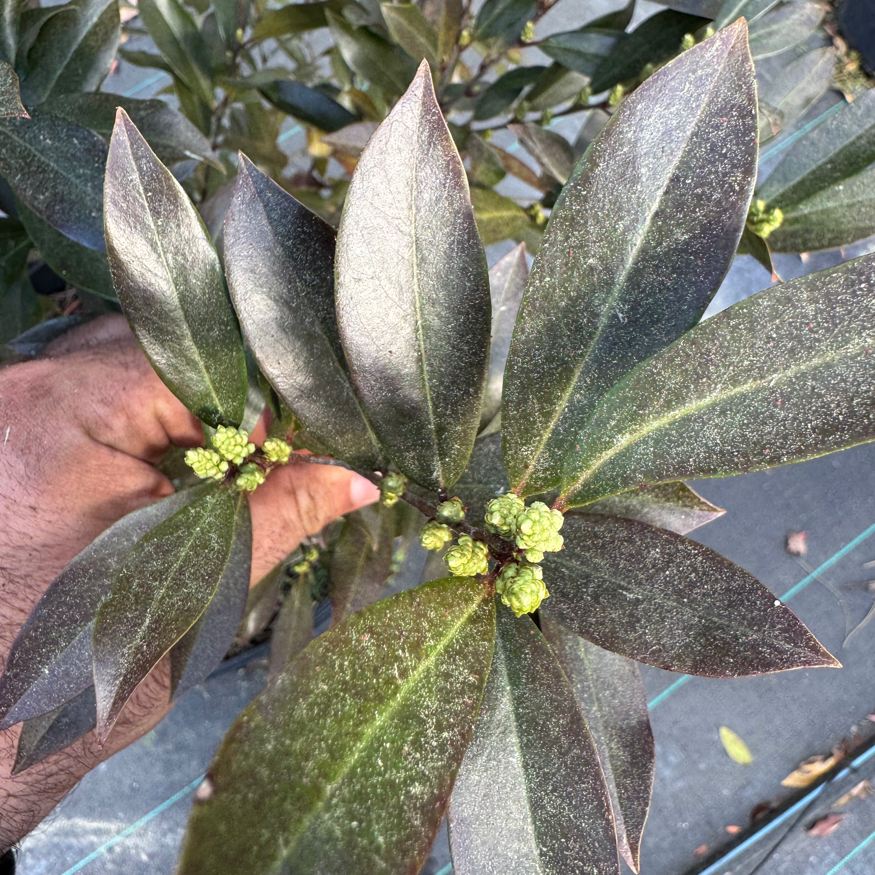 Cherry laurel buds