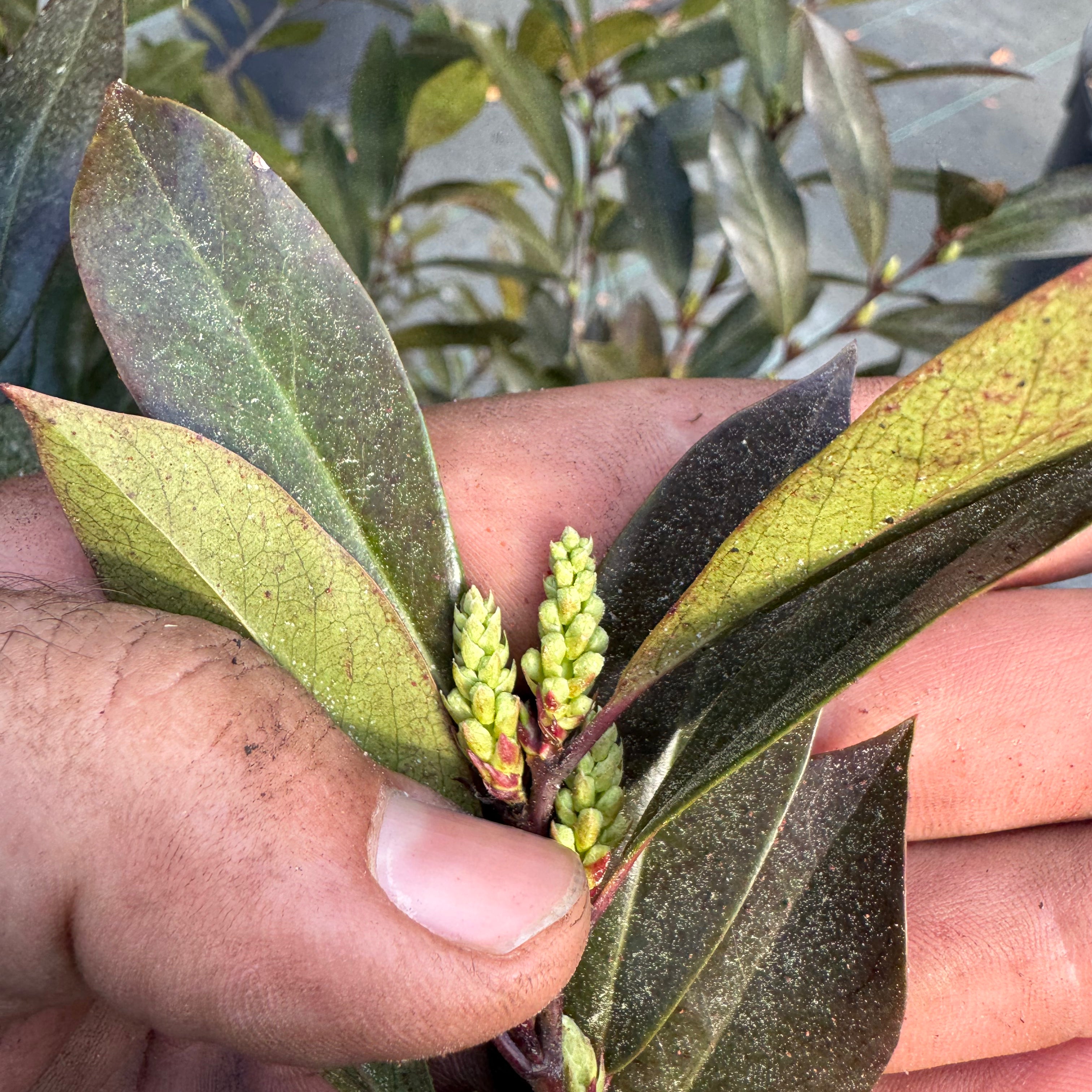 Cherry laurel buds