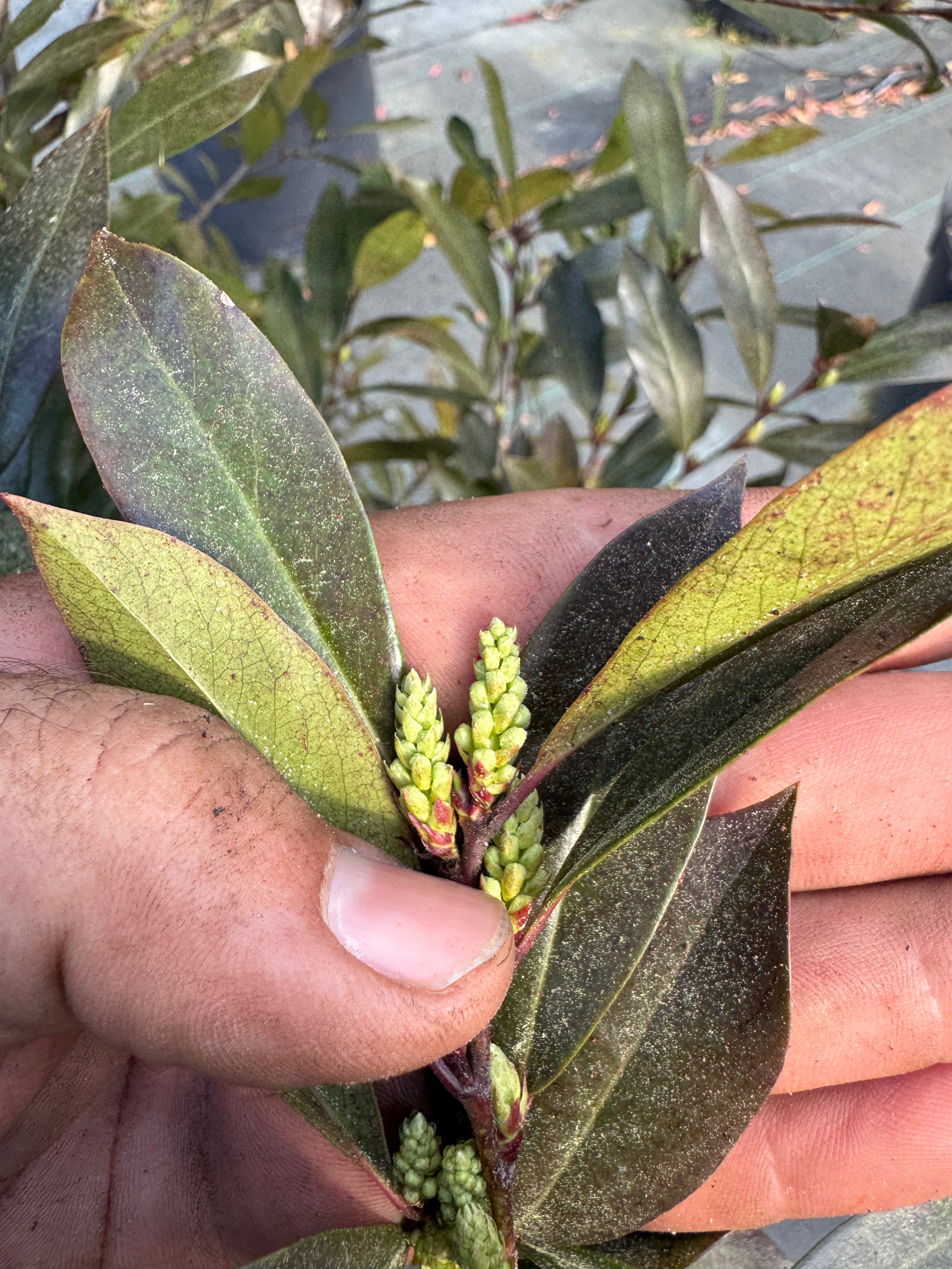Cherry laurel buds