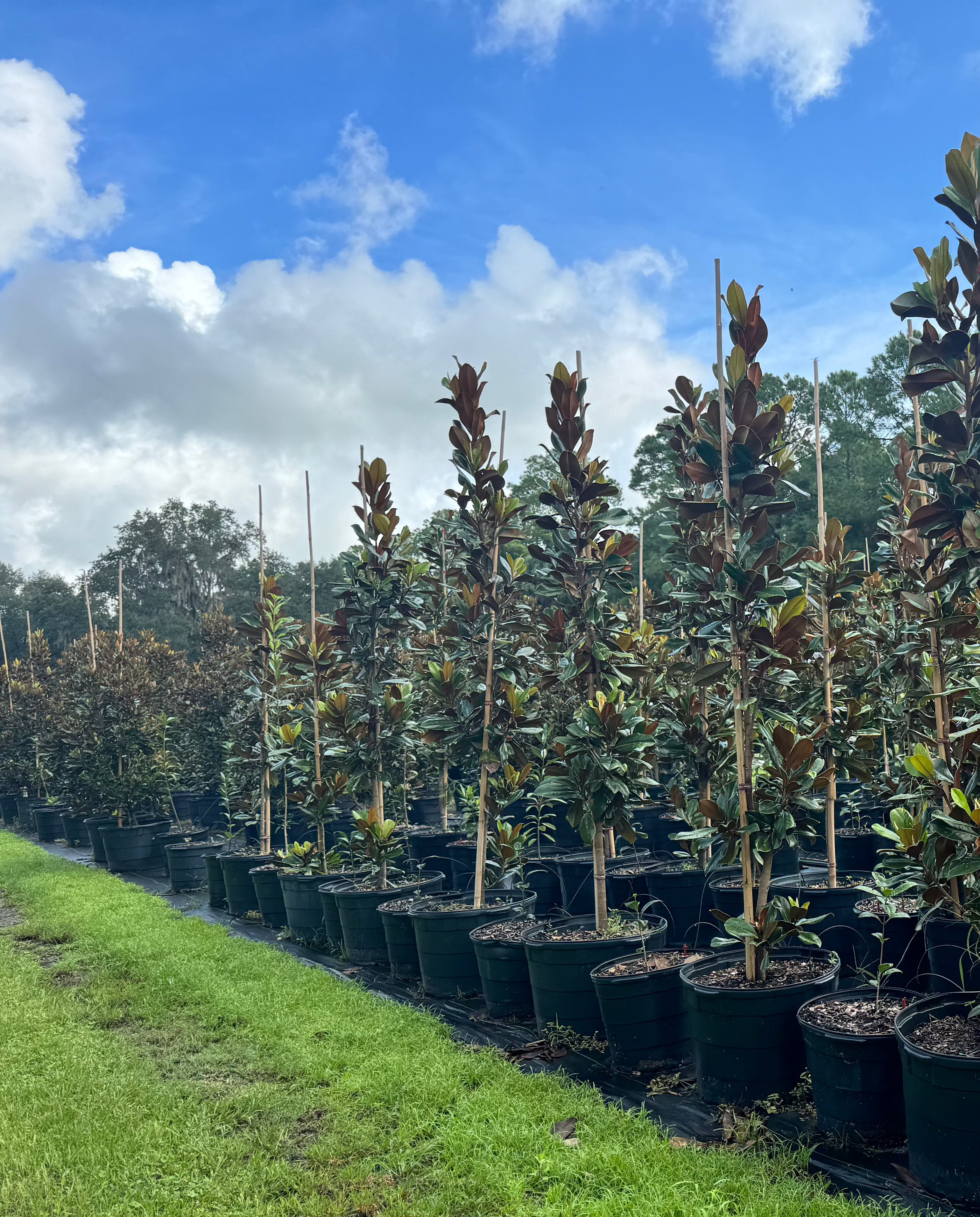 DD Blanchard Magnolia (Magnolia Grandiflora)