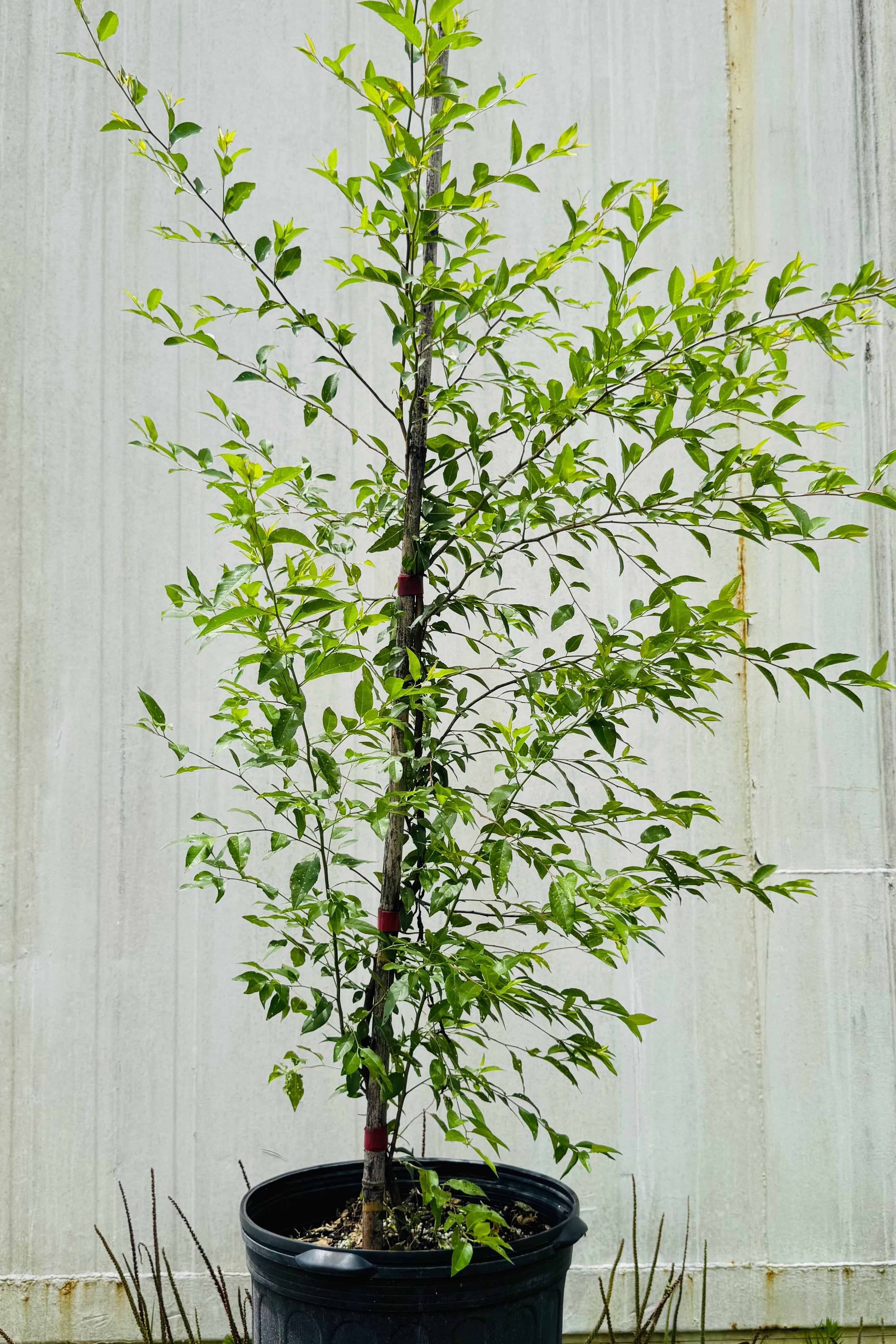 Flatwood Plum (Prunus umbellata)