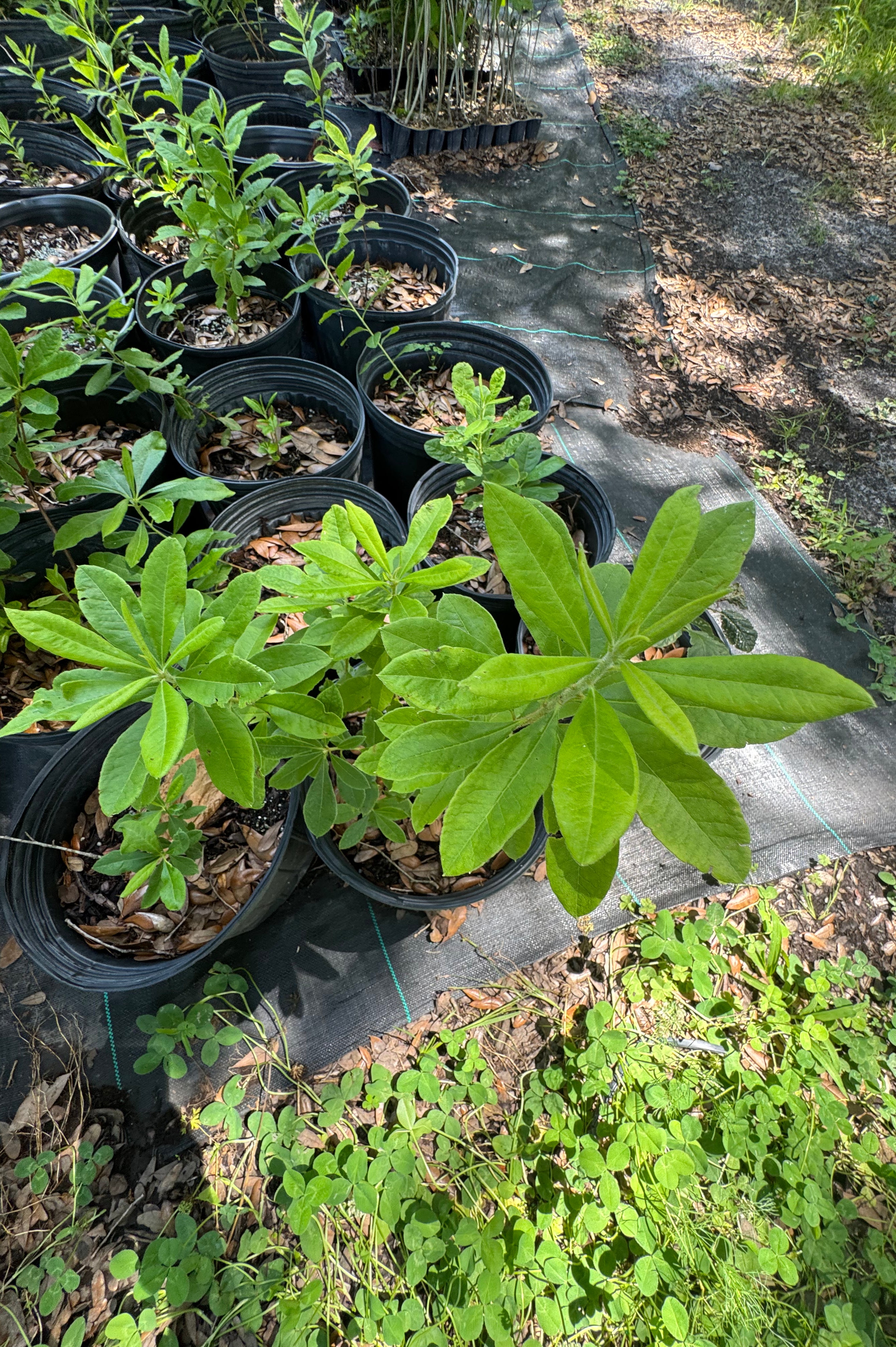 Native Azalea (Rhododendron canescens) 1-3FT
