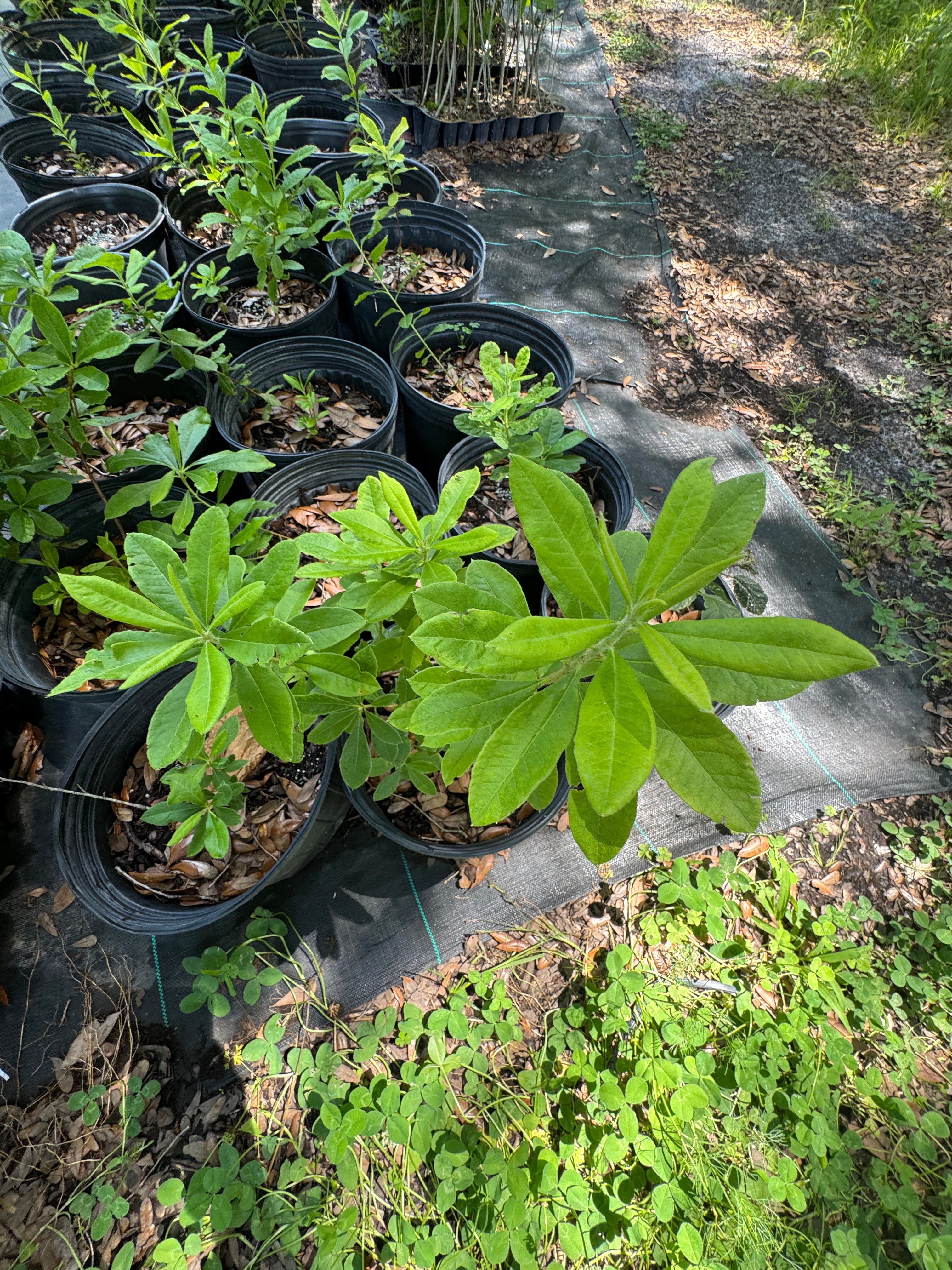 Native Azalea (Rhododendron canescens)