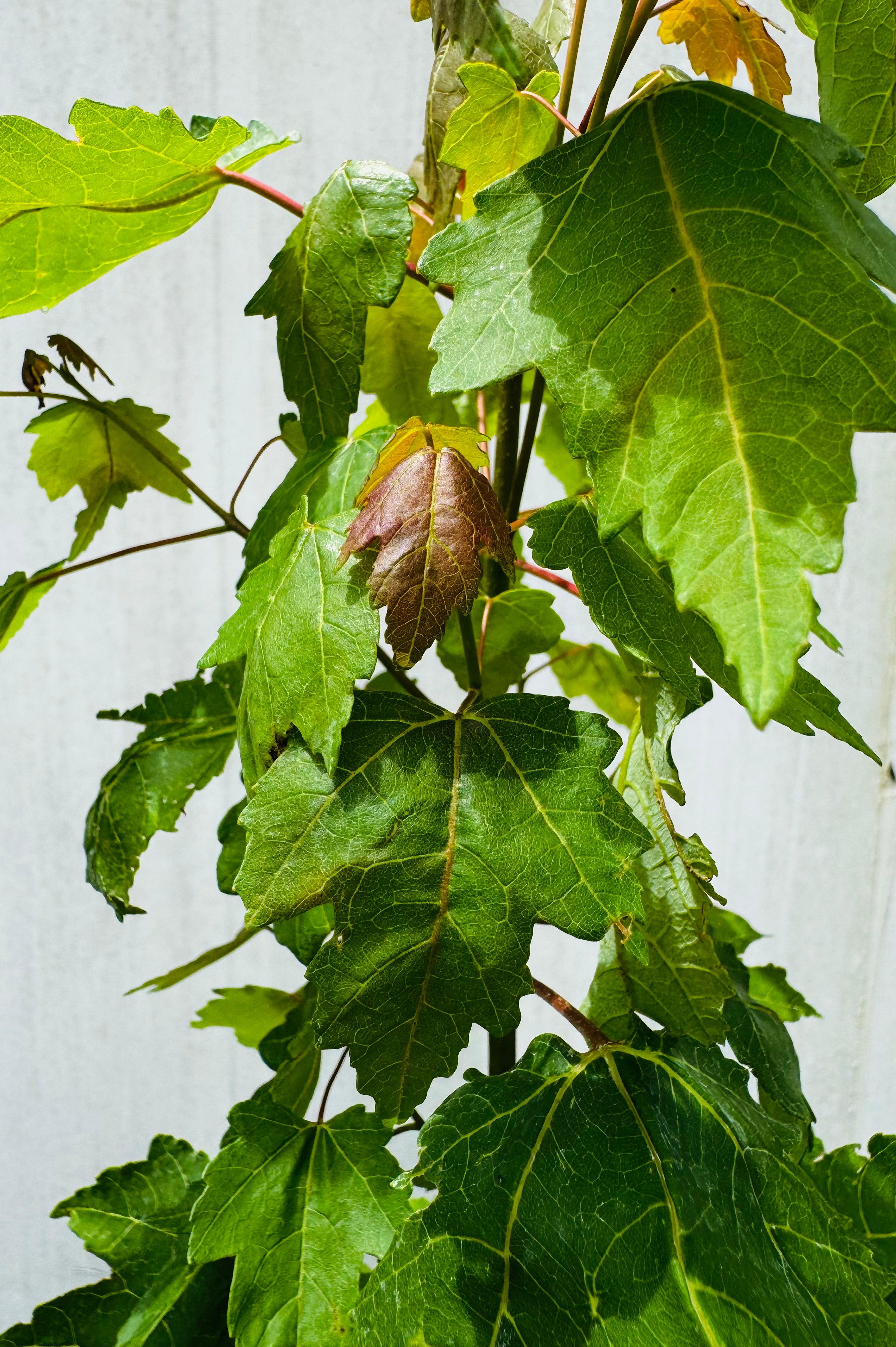 Florida Flame Maple (Acer Rubrum)