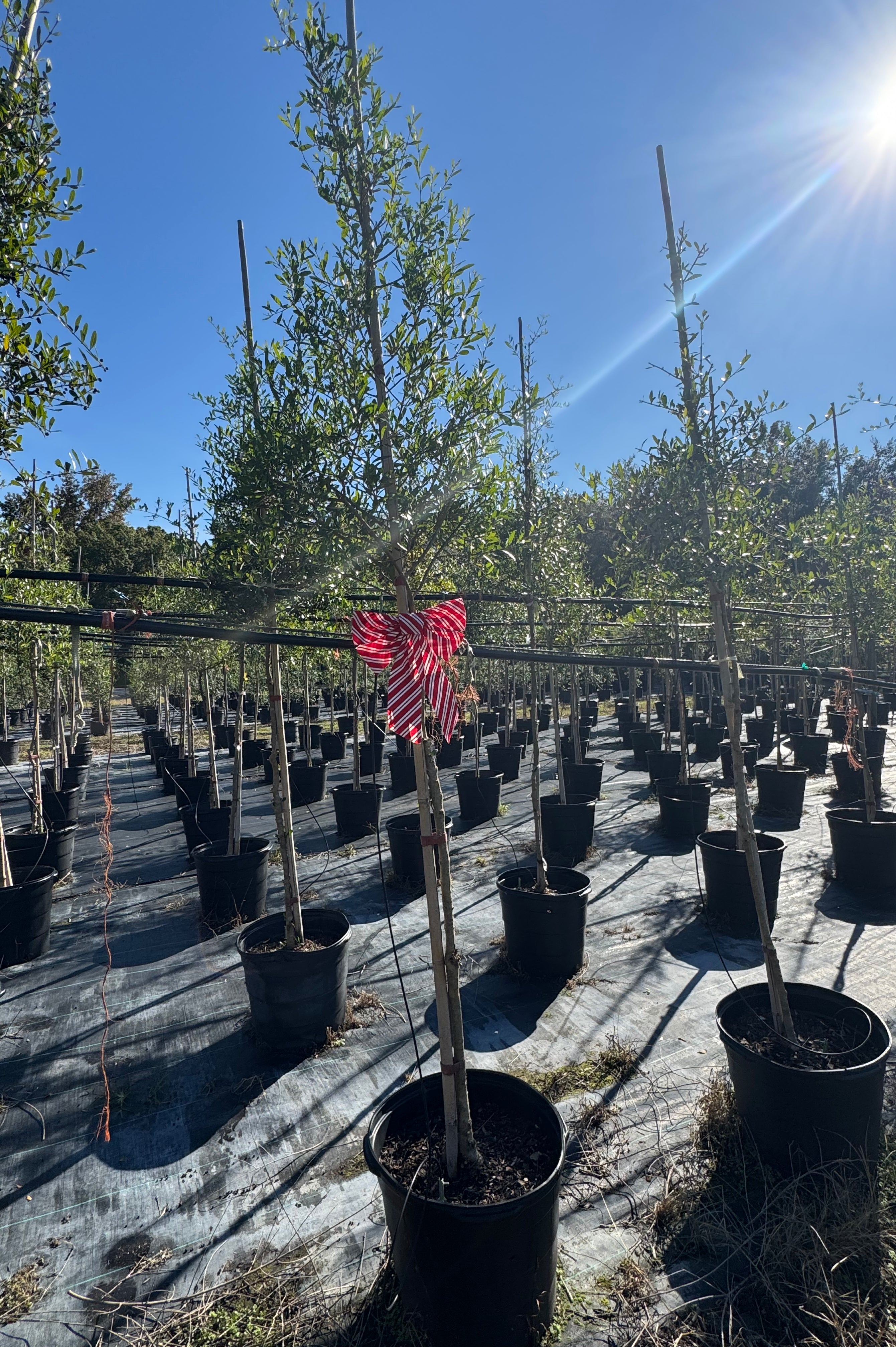 Florida Privet (Forestiera Segregata) 6-9FT