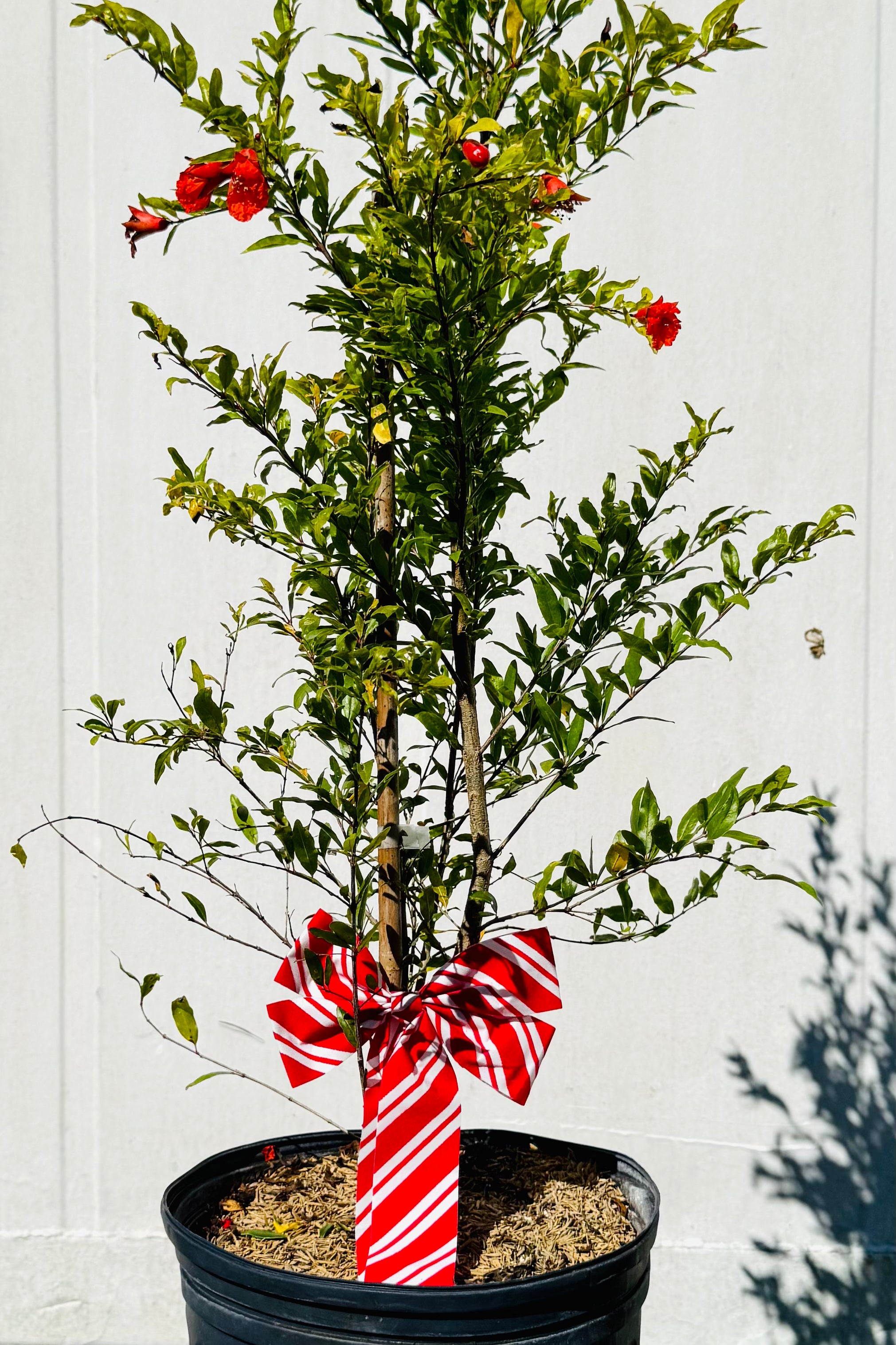Dwarf Pomegranate Christmas Gift (Punica Granatum Var. Nana)