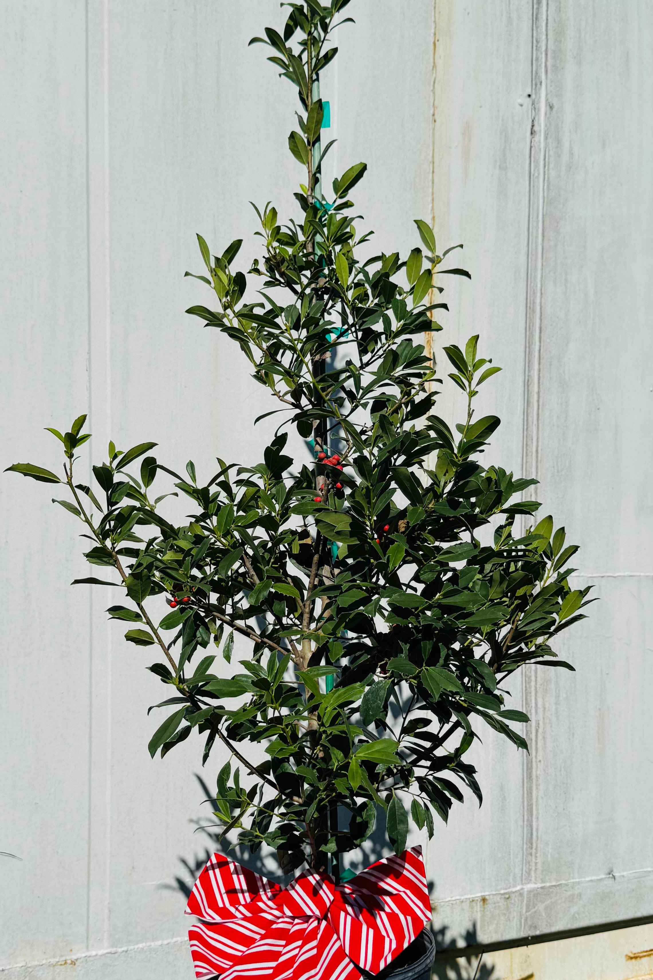 Potted plant with a red and white striped bow tied around it, against a wooden background.