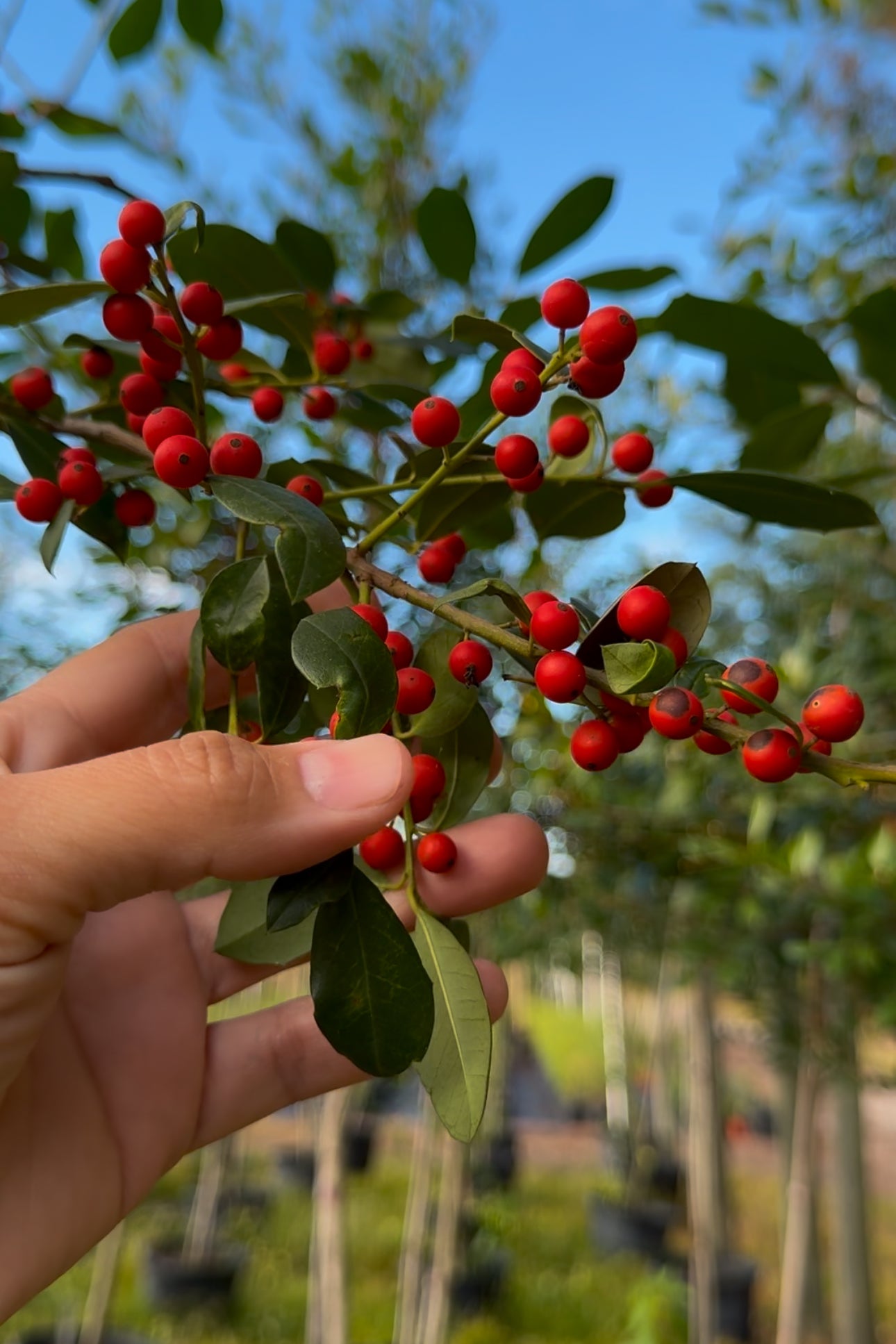 SUPER SALE Eagleston Holly (Ilex X Attenuata)