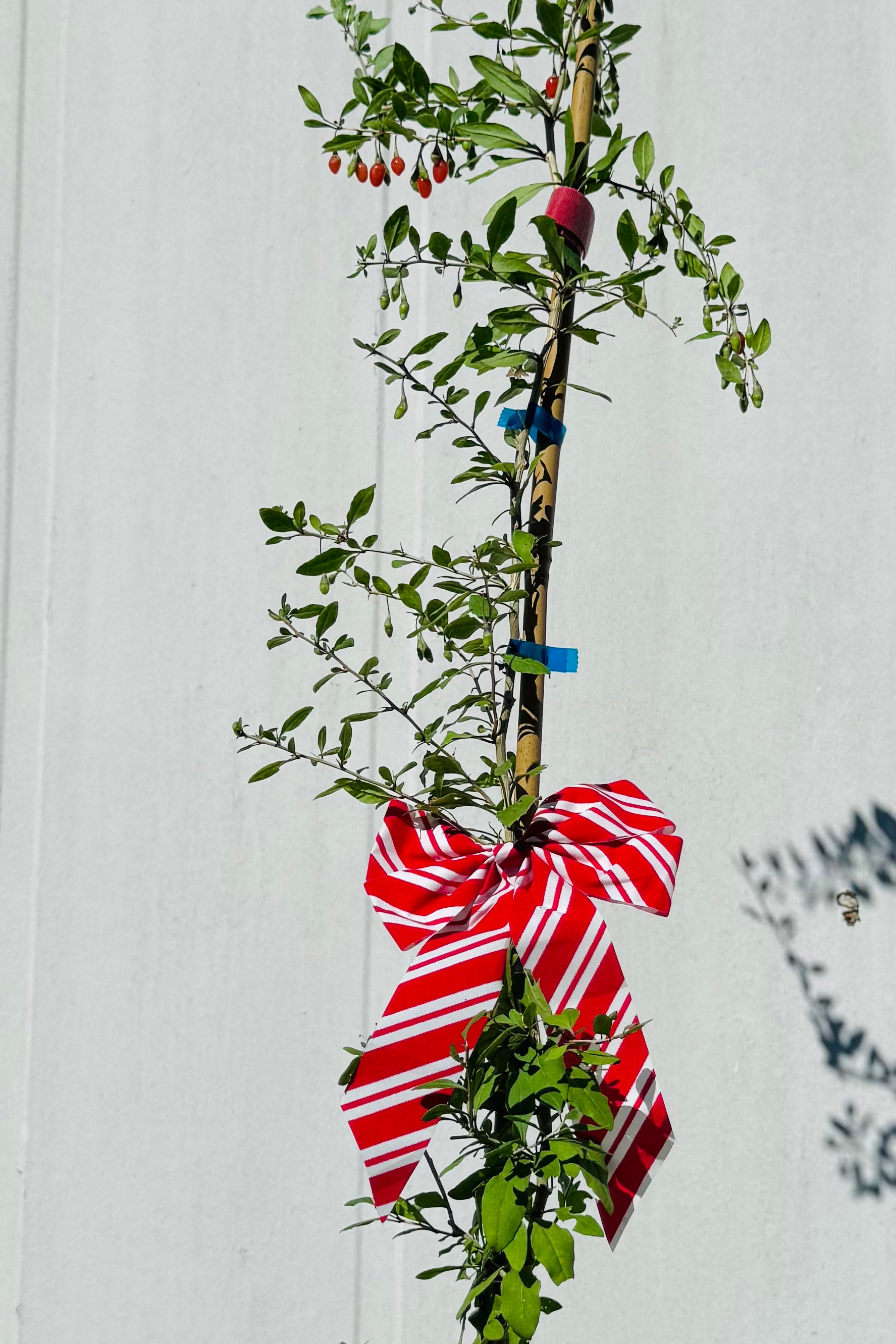 Potted plant with a red and white striped bow against a white wall.