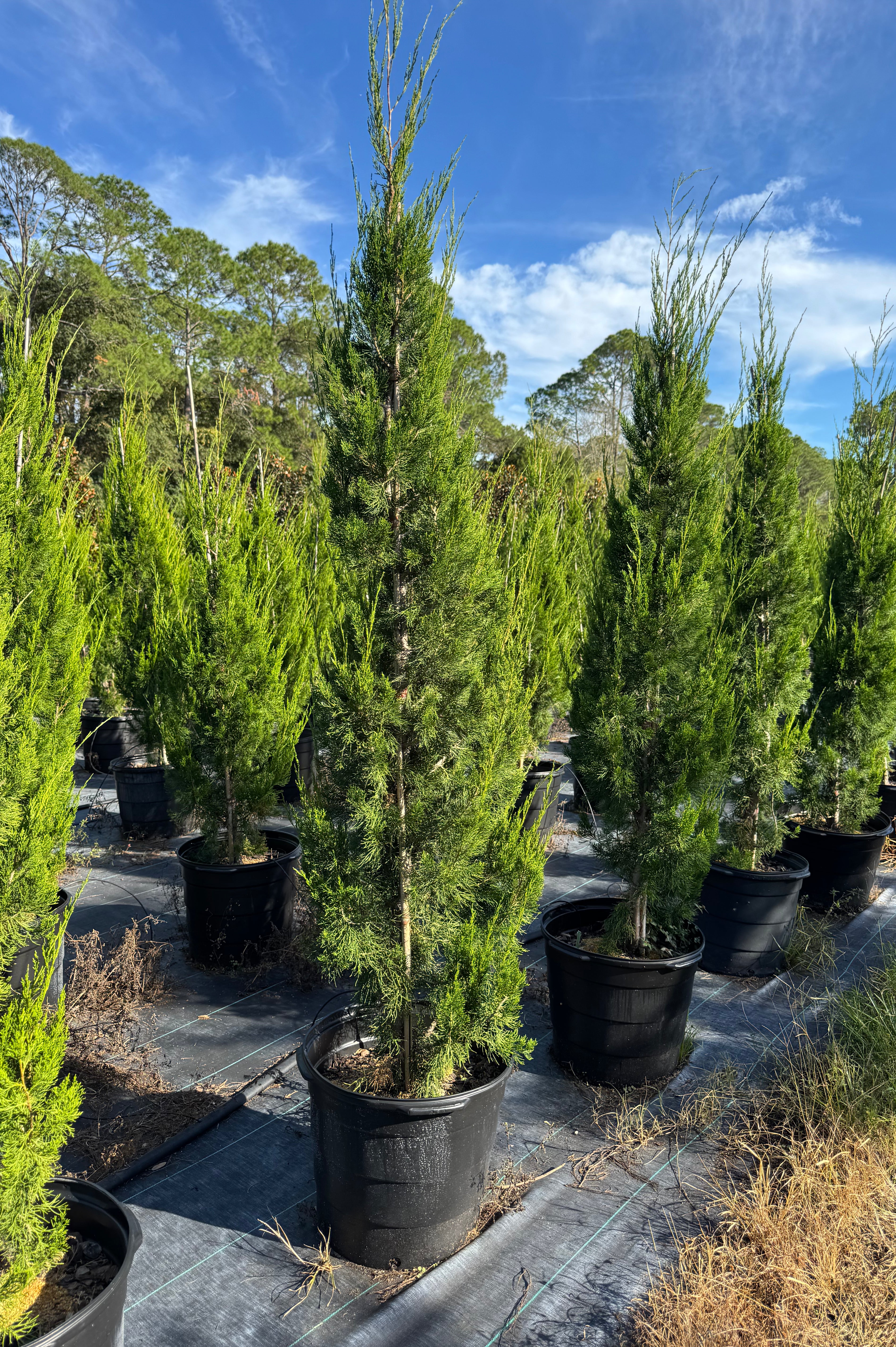 Potted conifer trees in a nursery setting with a clear blue sky.