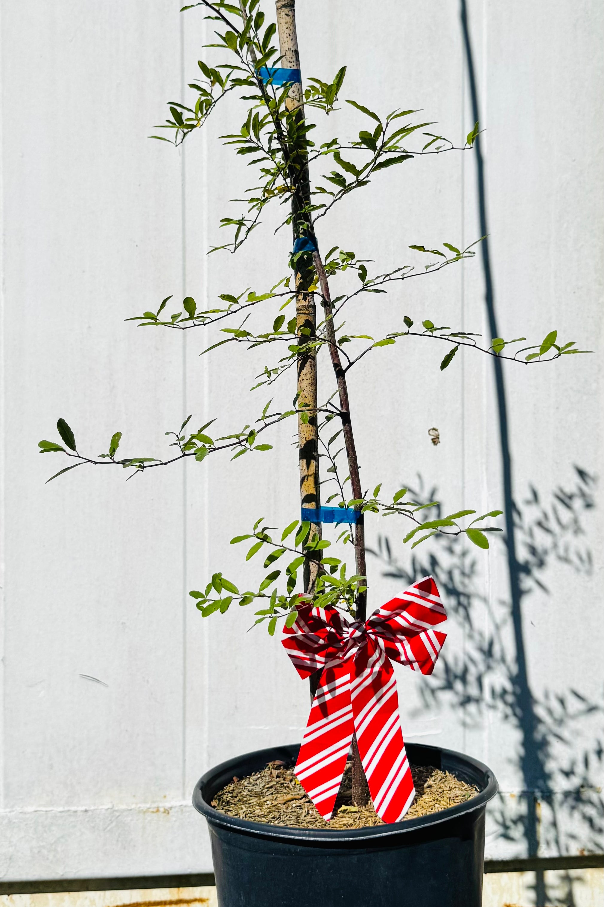 Potted plant with a decorative ribbon against a white wall