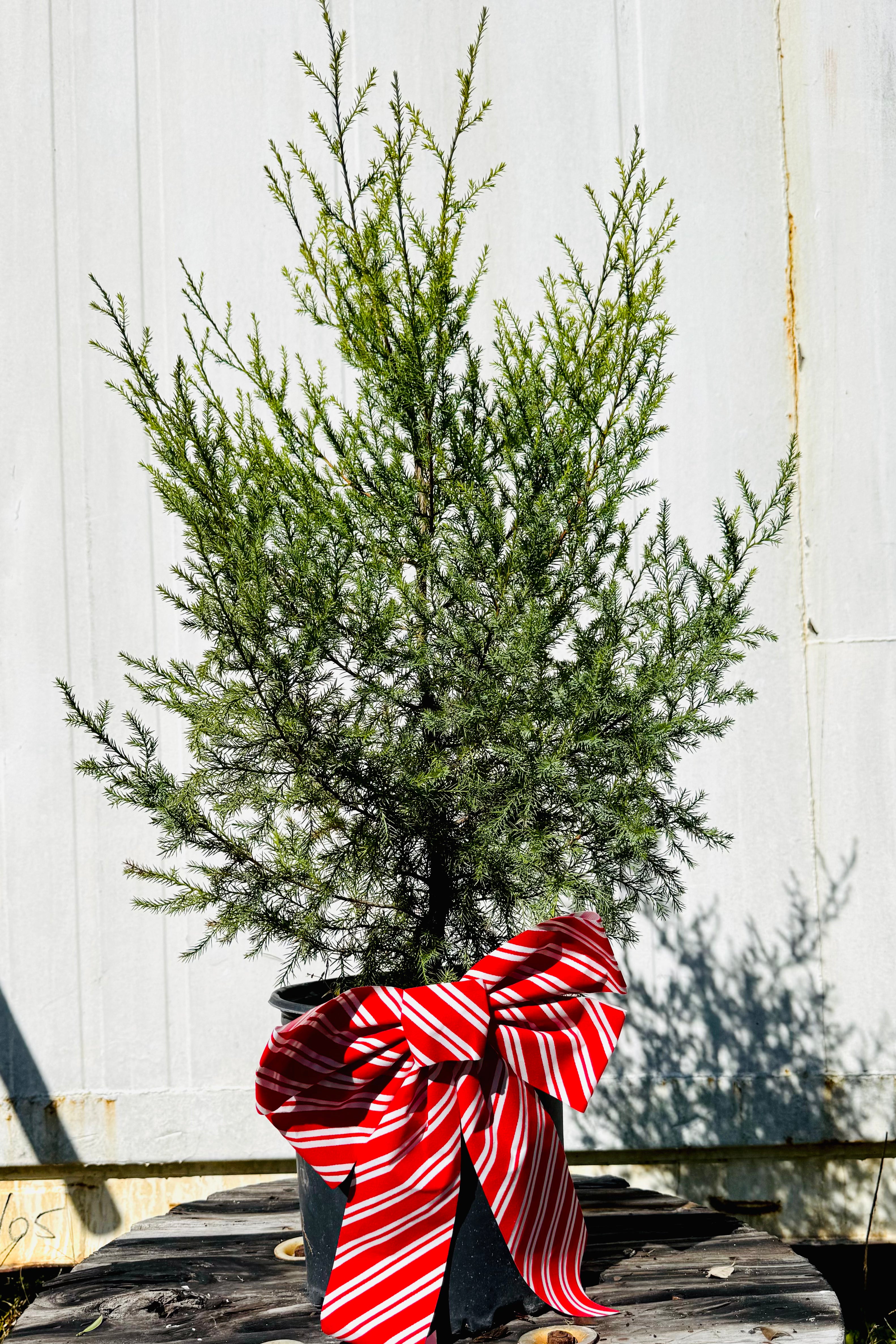 Small evergreen tree with a large red and white striped bow against a light gray background.