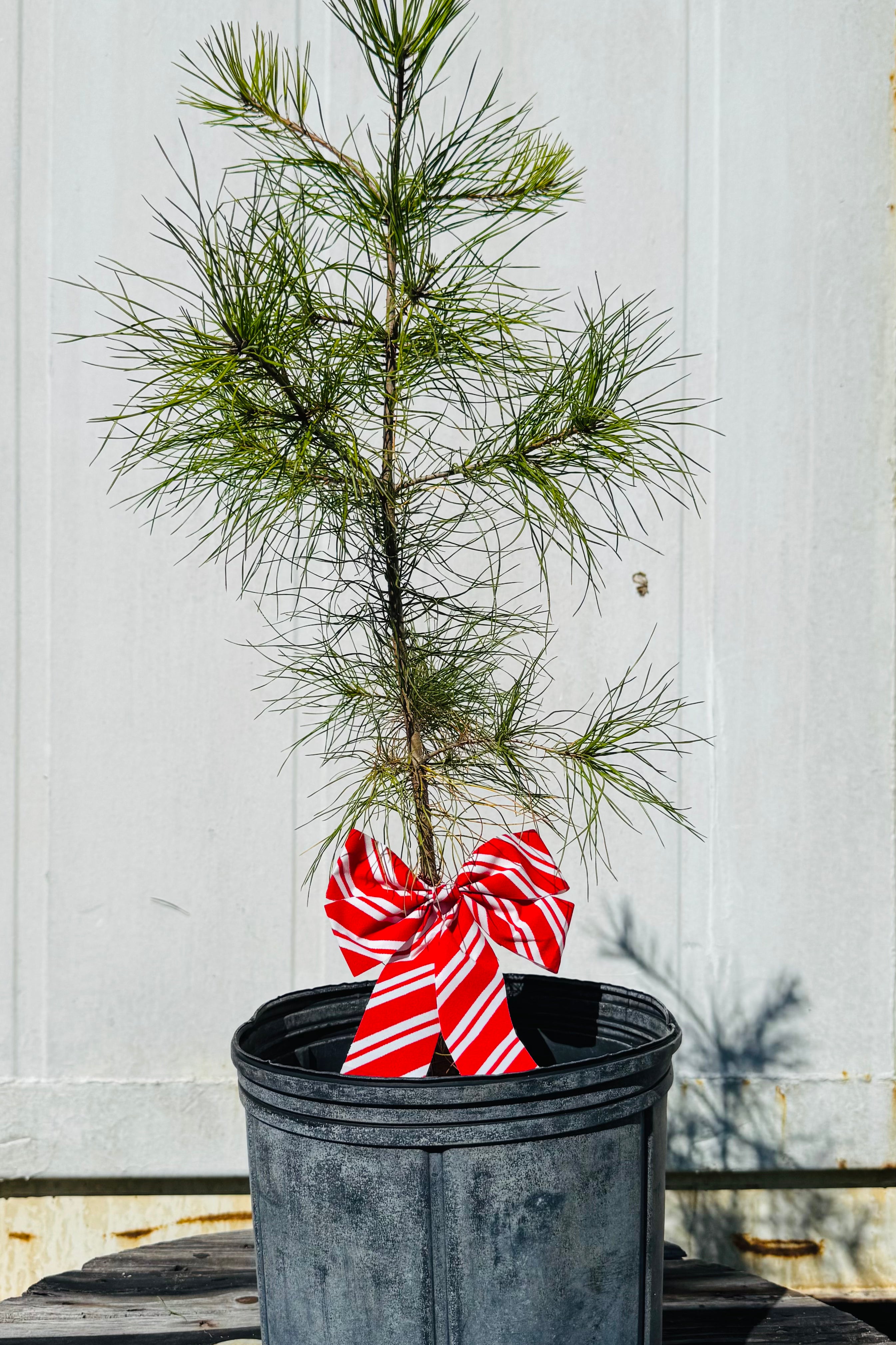 Potted plant with a red and white striped bag on a wooden surface against a light wooden panel background