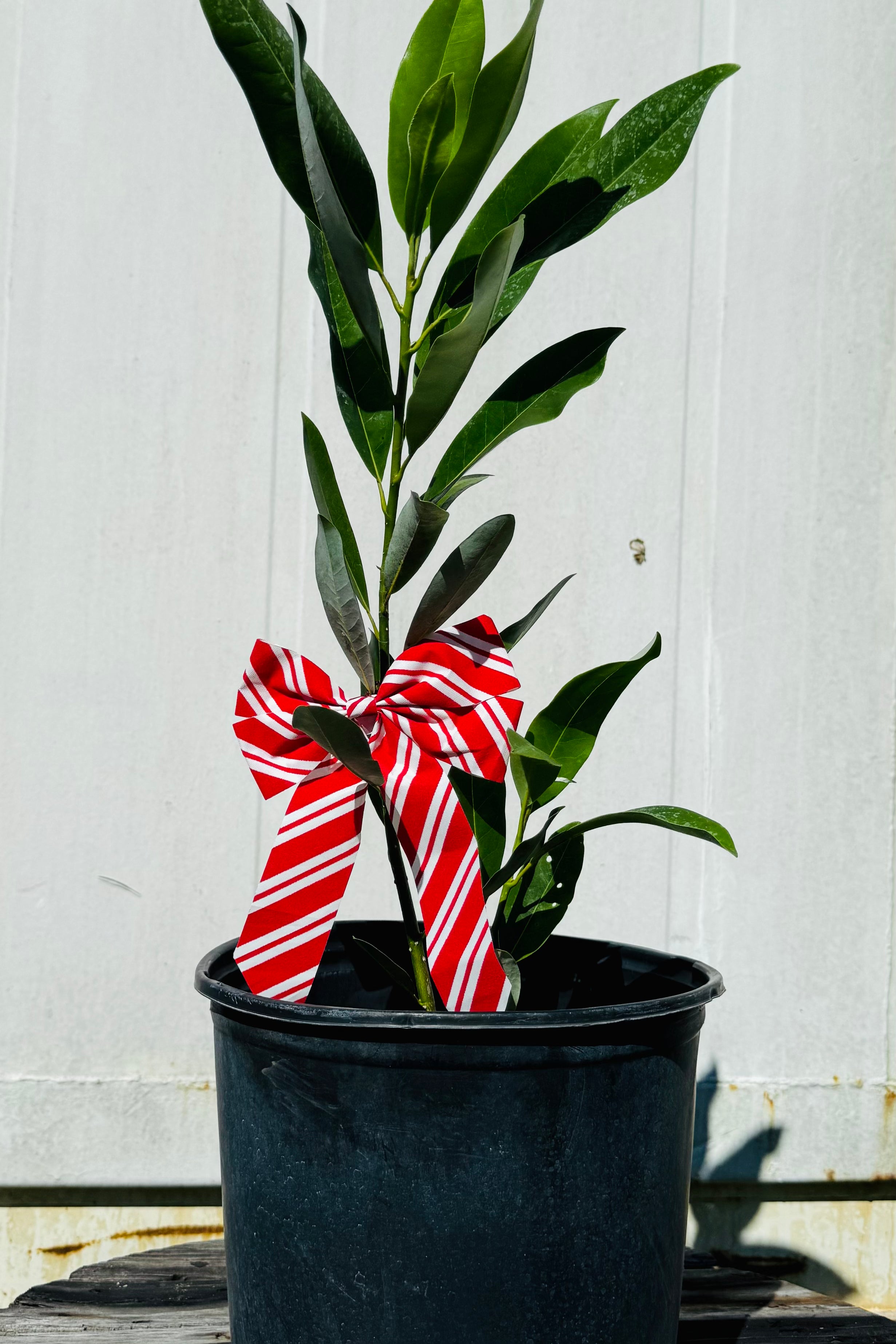 Sweet Bay Magnolia Christmas Gift (Magnolia virginiana)