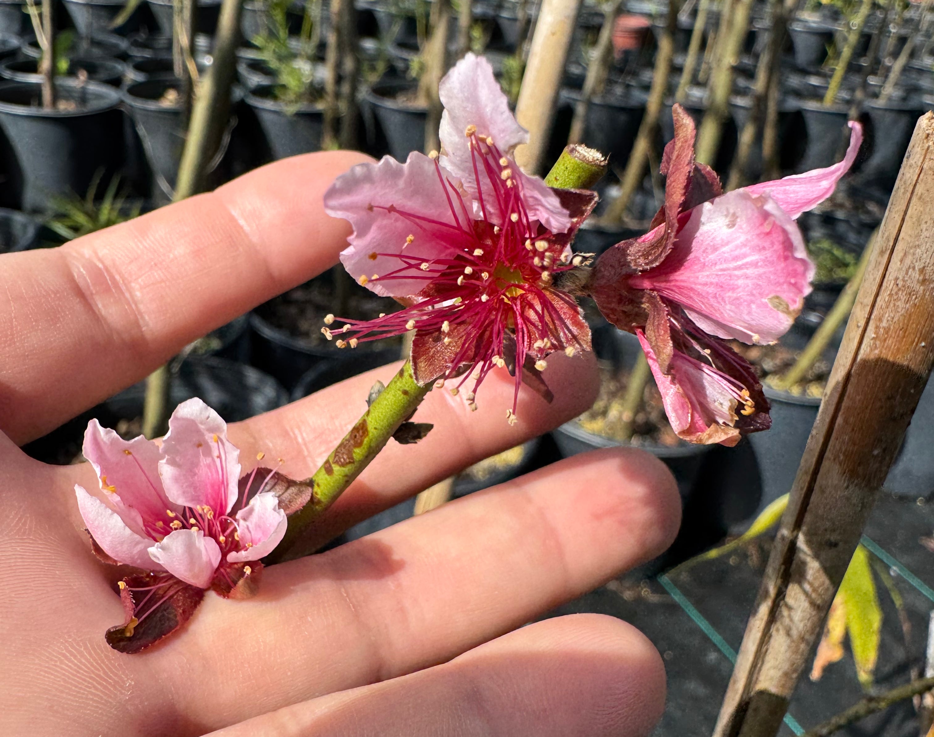 Hand holding two pink flowers with a blurred background of plants and trees