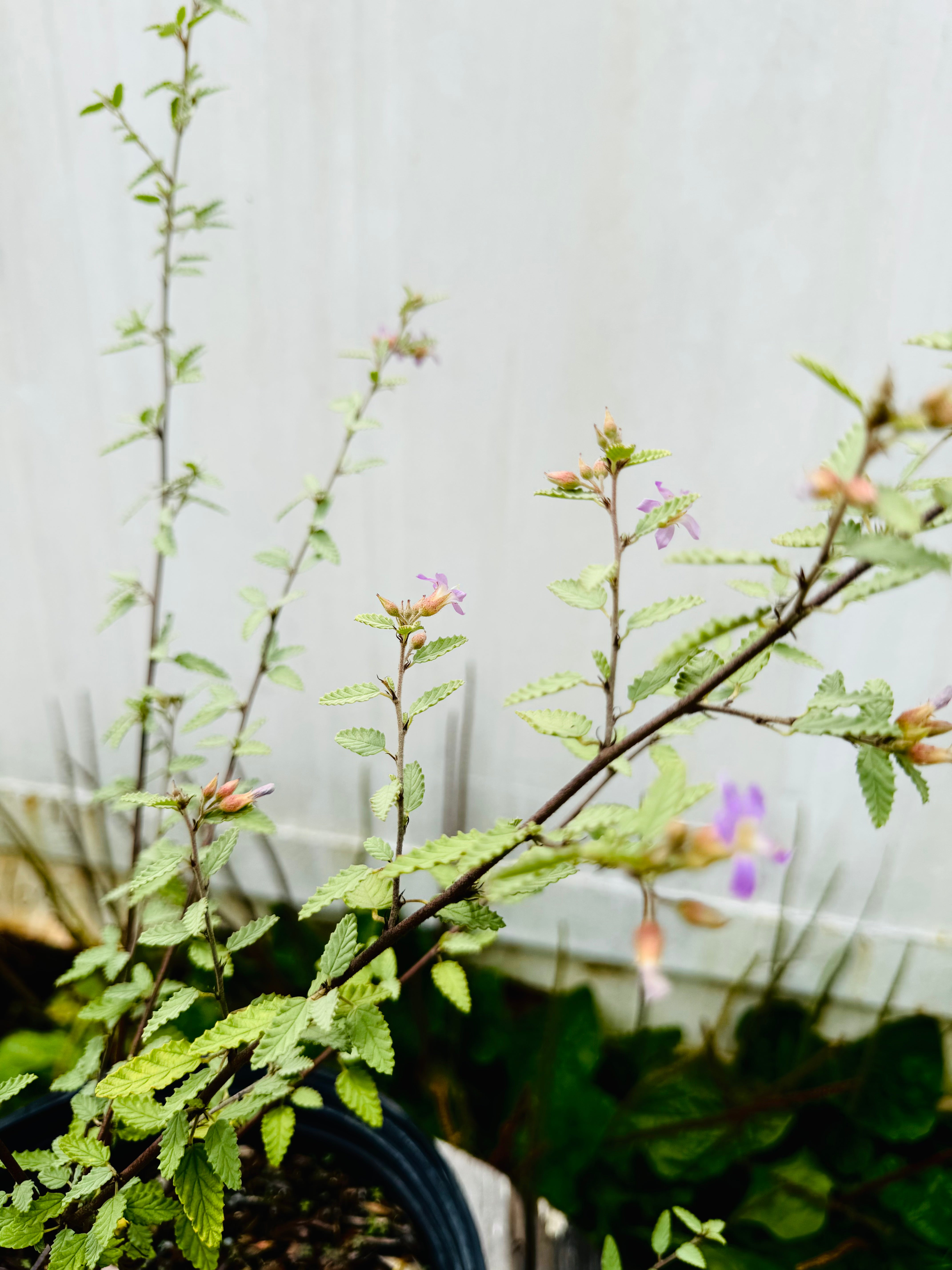 Grayleaf Teabush (Melochia tomentosa)