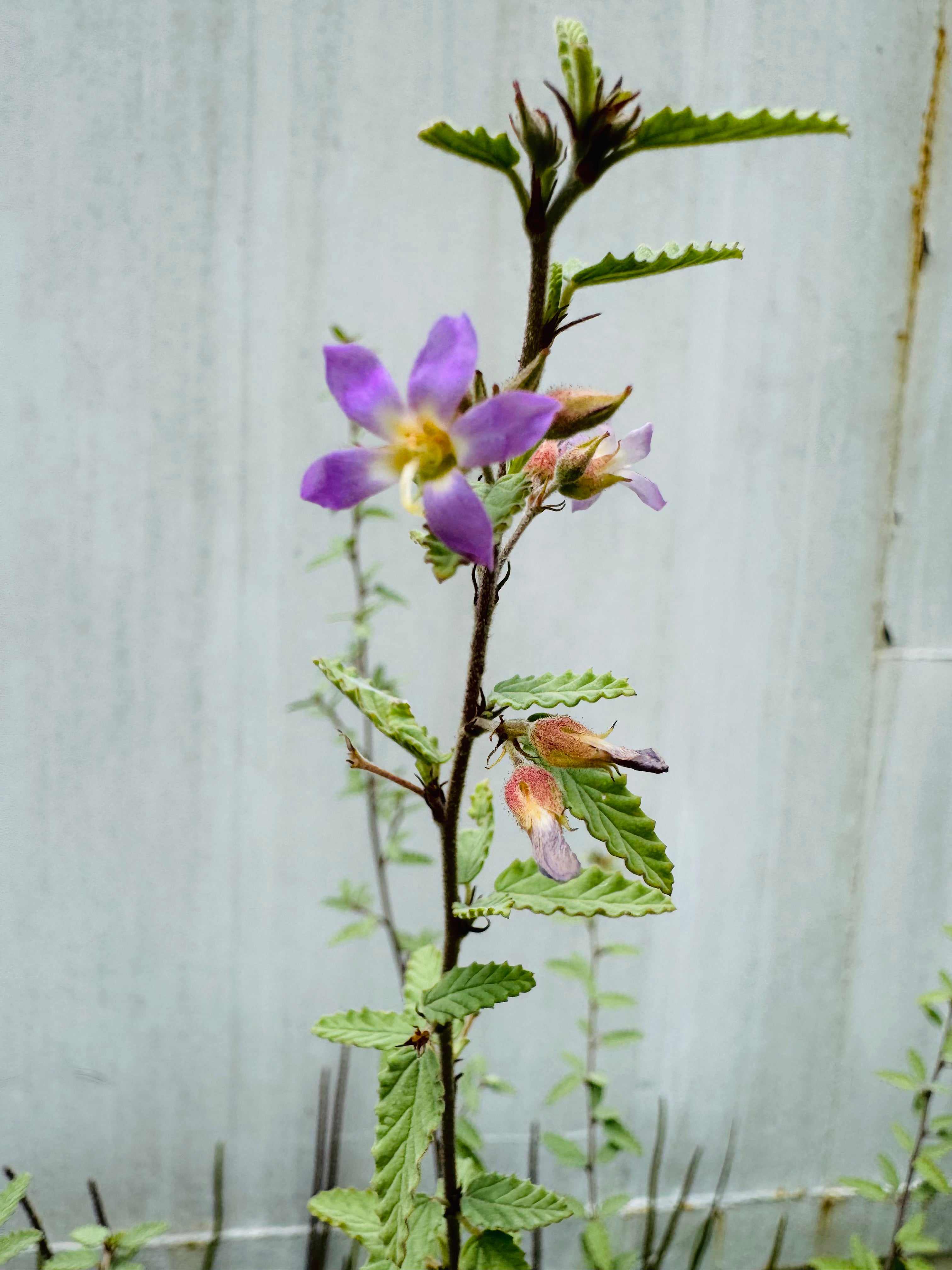 Grayleaf Teabush (Melochia tomentosa)