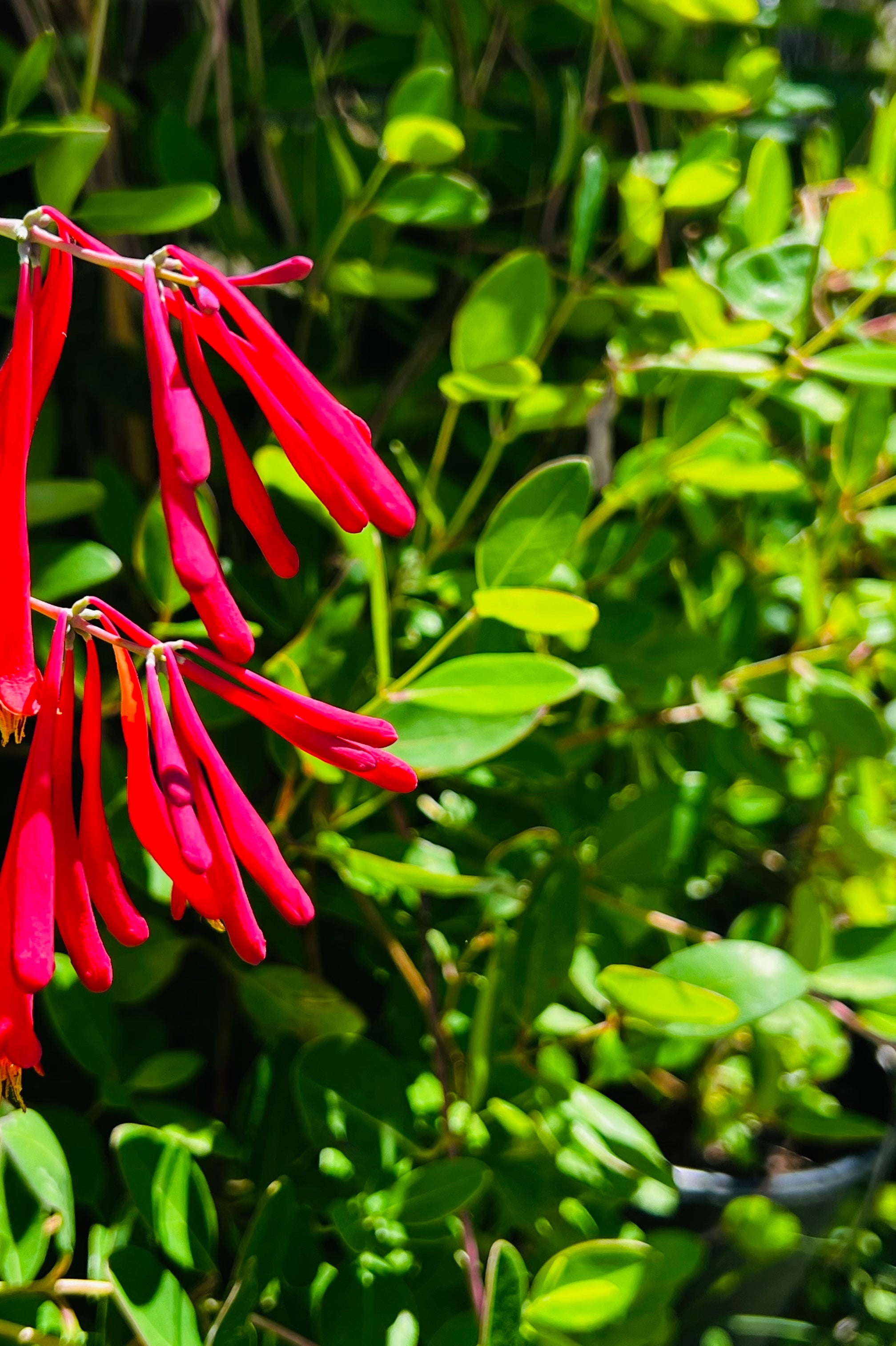 SUPER SALE Coral Honey Suckle (Lonicera sempervirens)