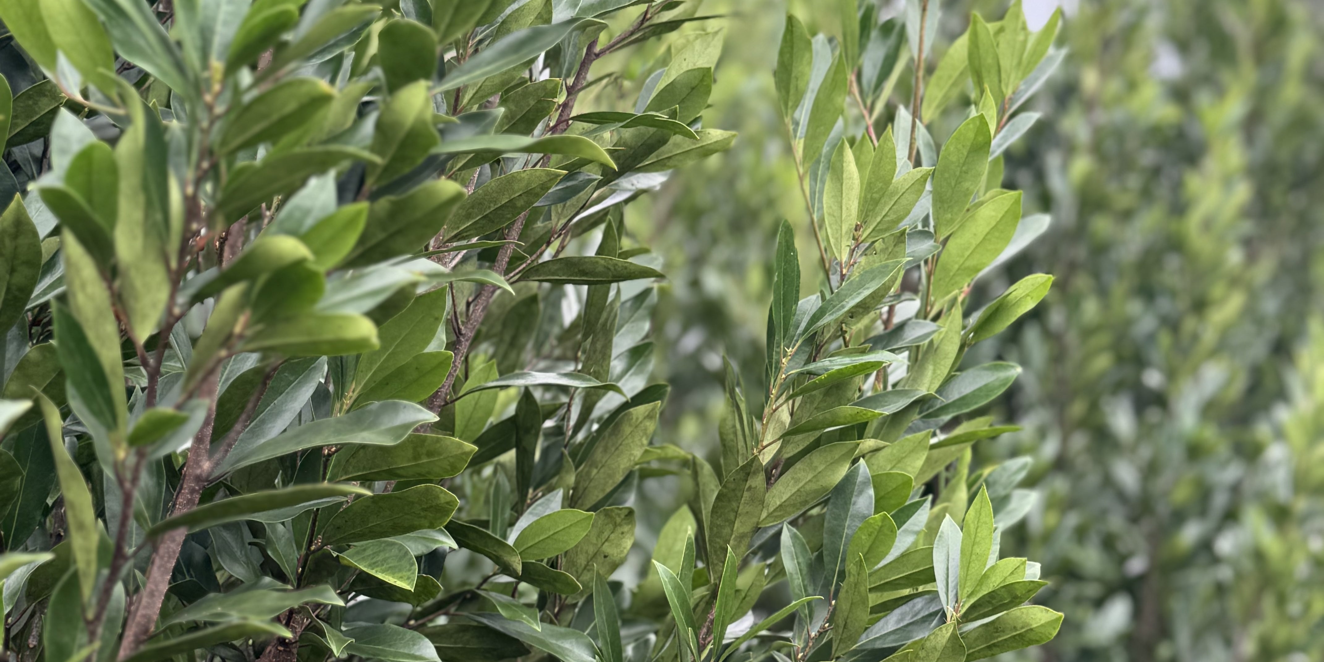 Cherry laurel foliage