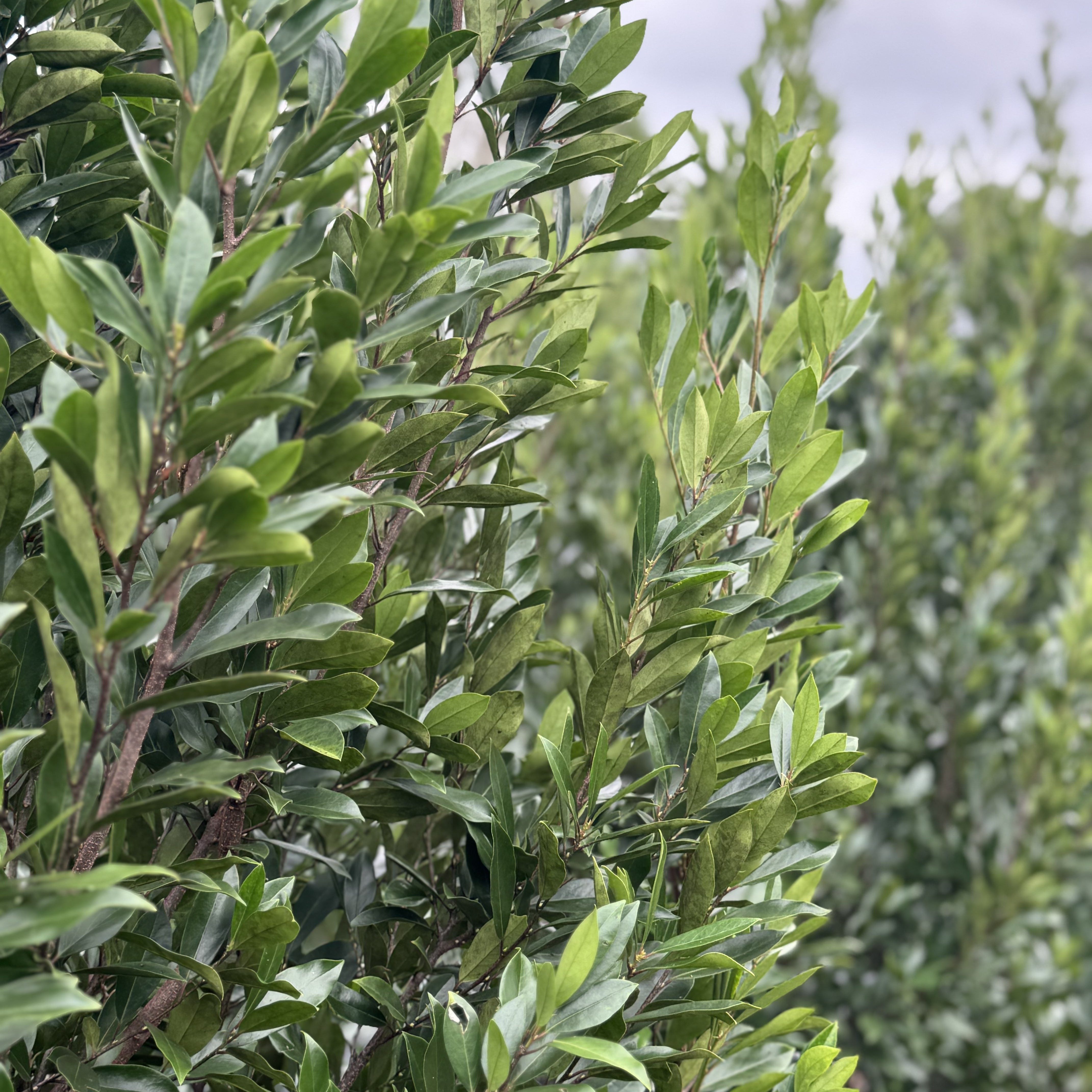 Cherry laurel foliage