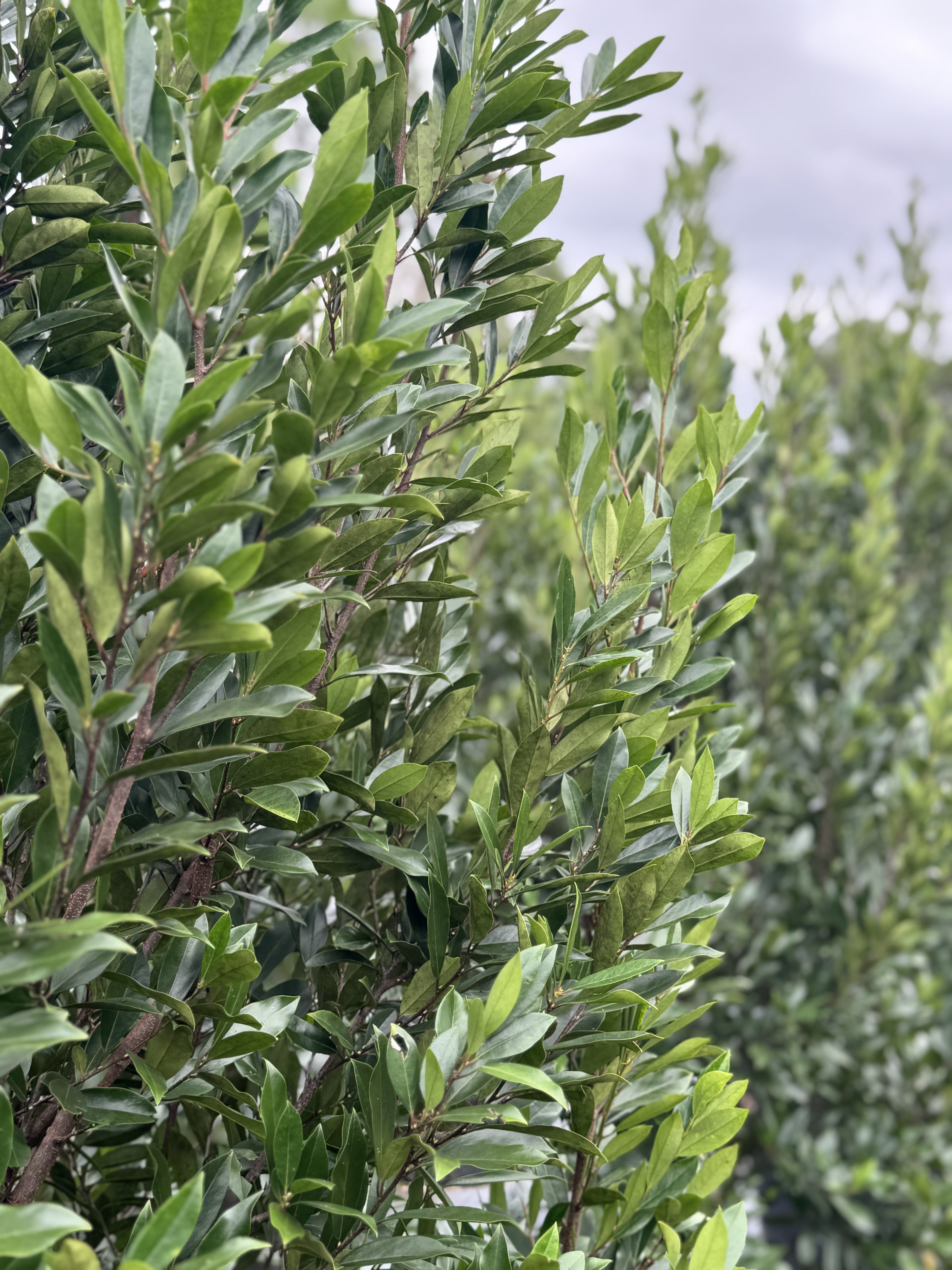 Cherry laurel foliage