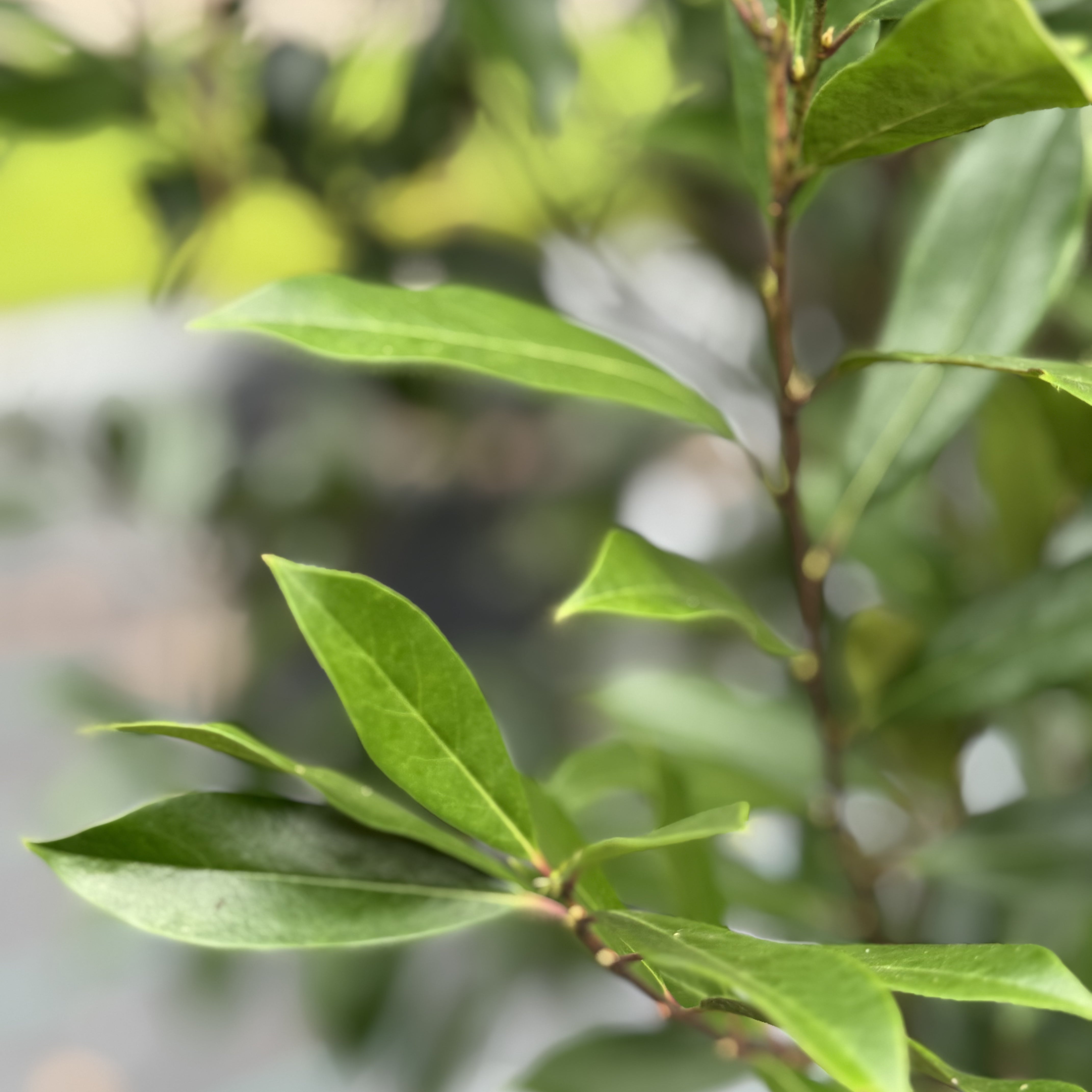 Cherry laurel