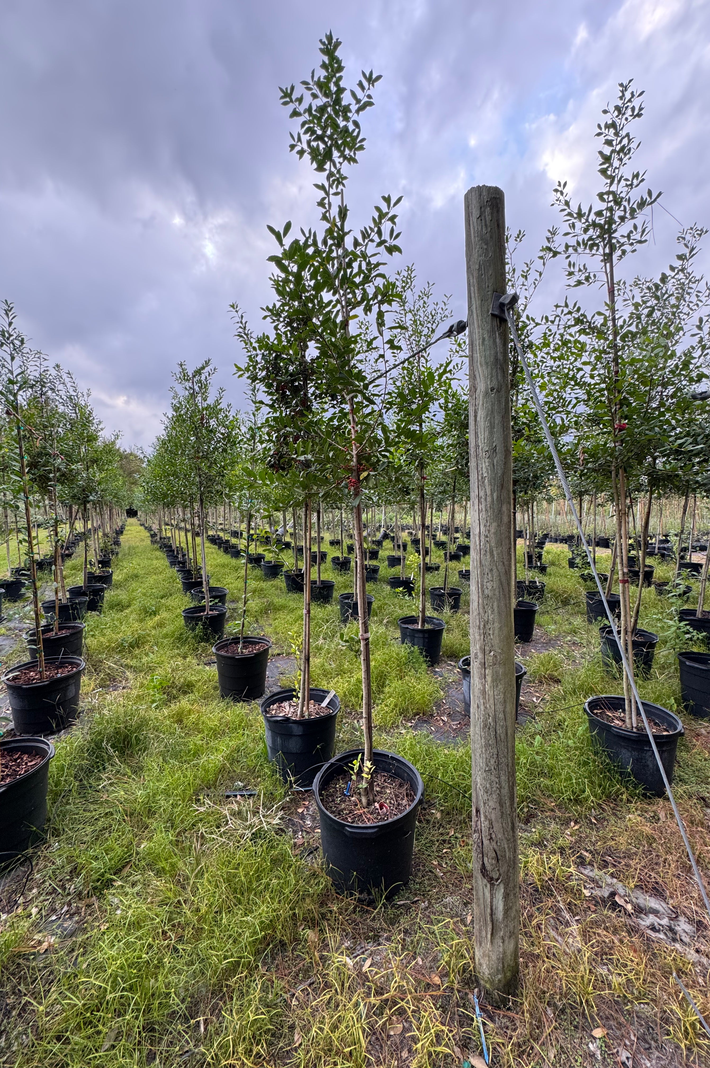 East Palatka Holly (Ilex X Attenuata)