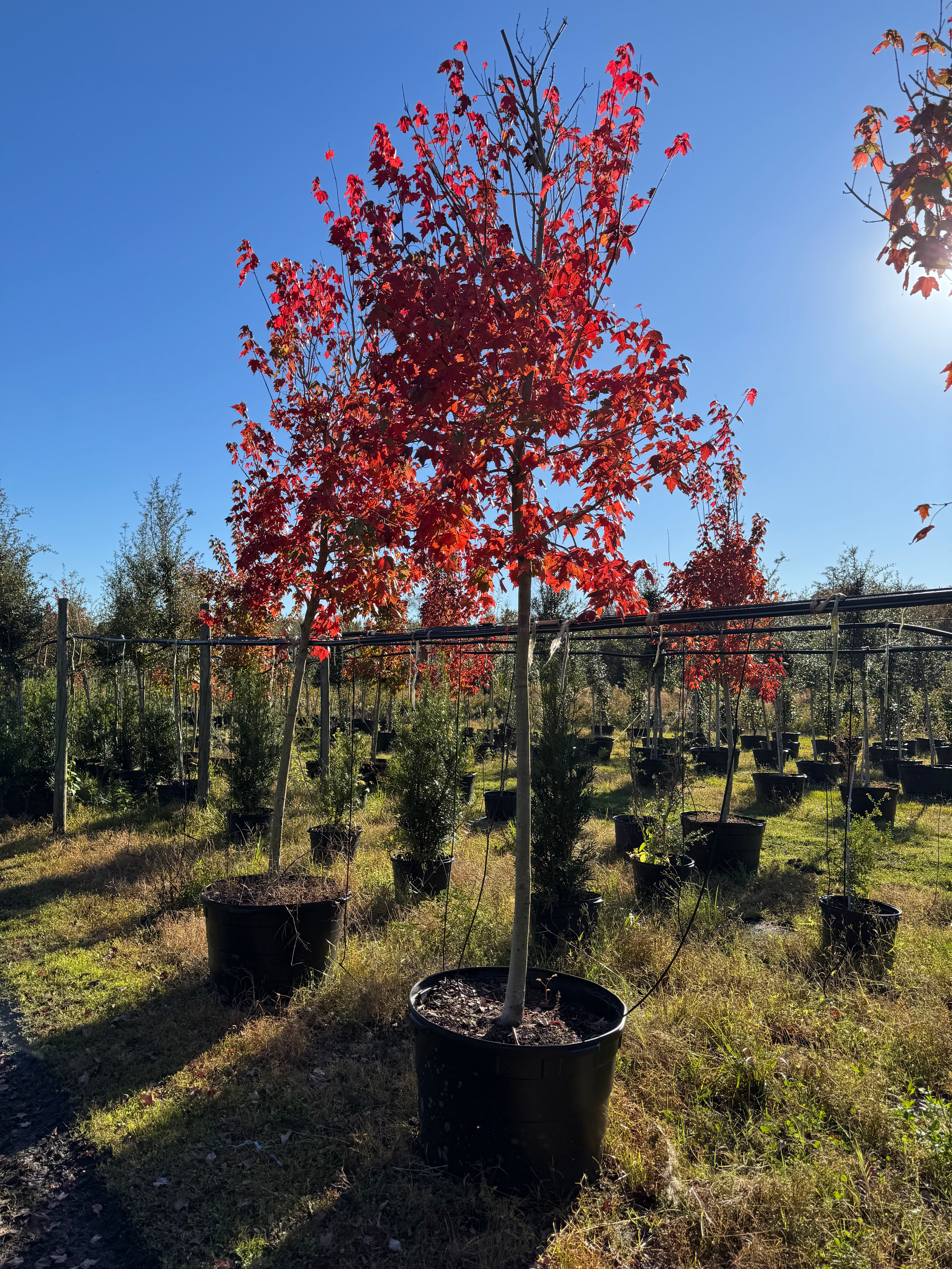 Florida Flame Maple (Acer Rubrum)