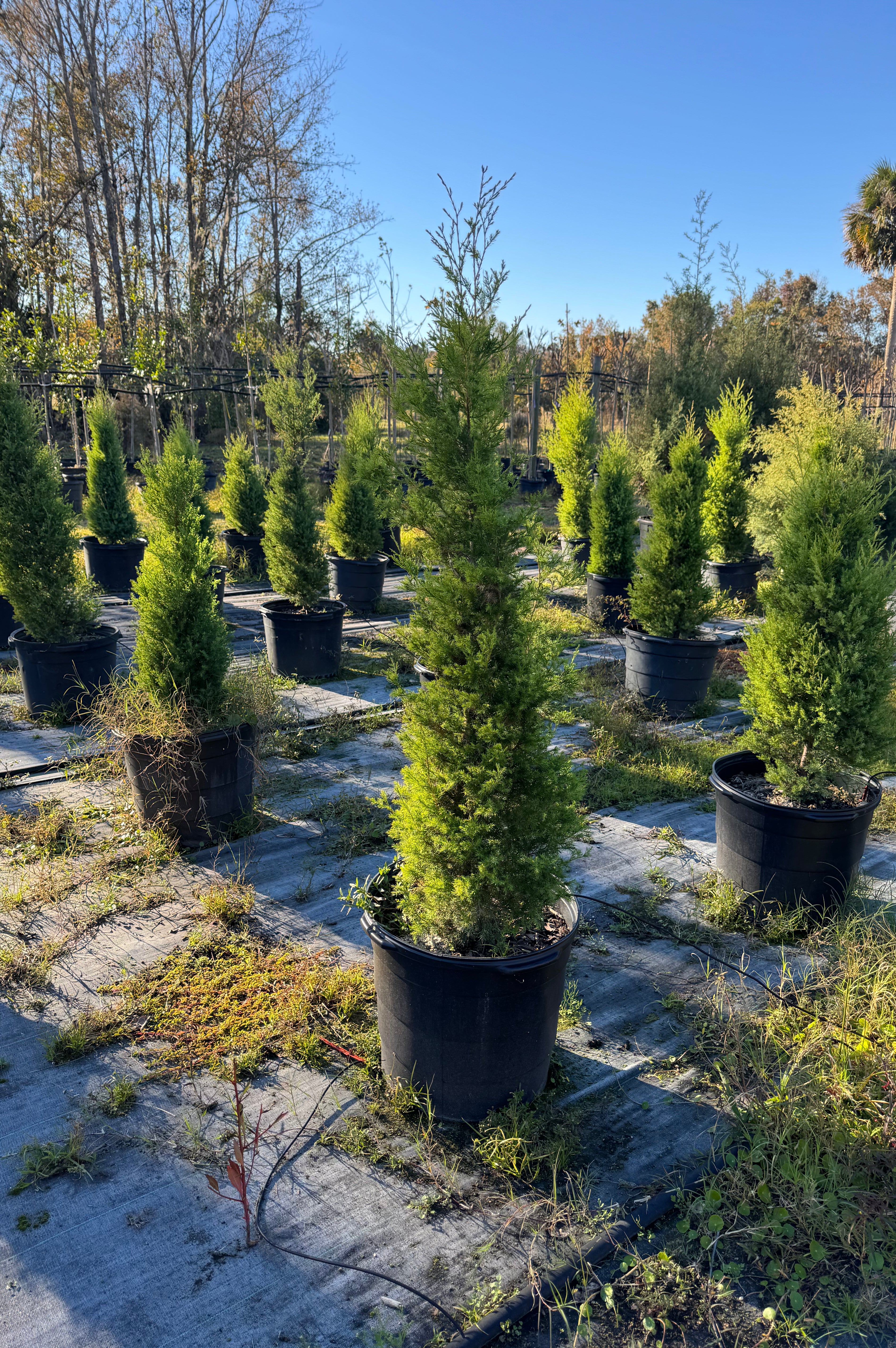 Southern Red Cedar (Juniperus Virginiana) Native