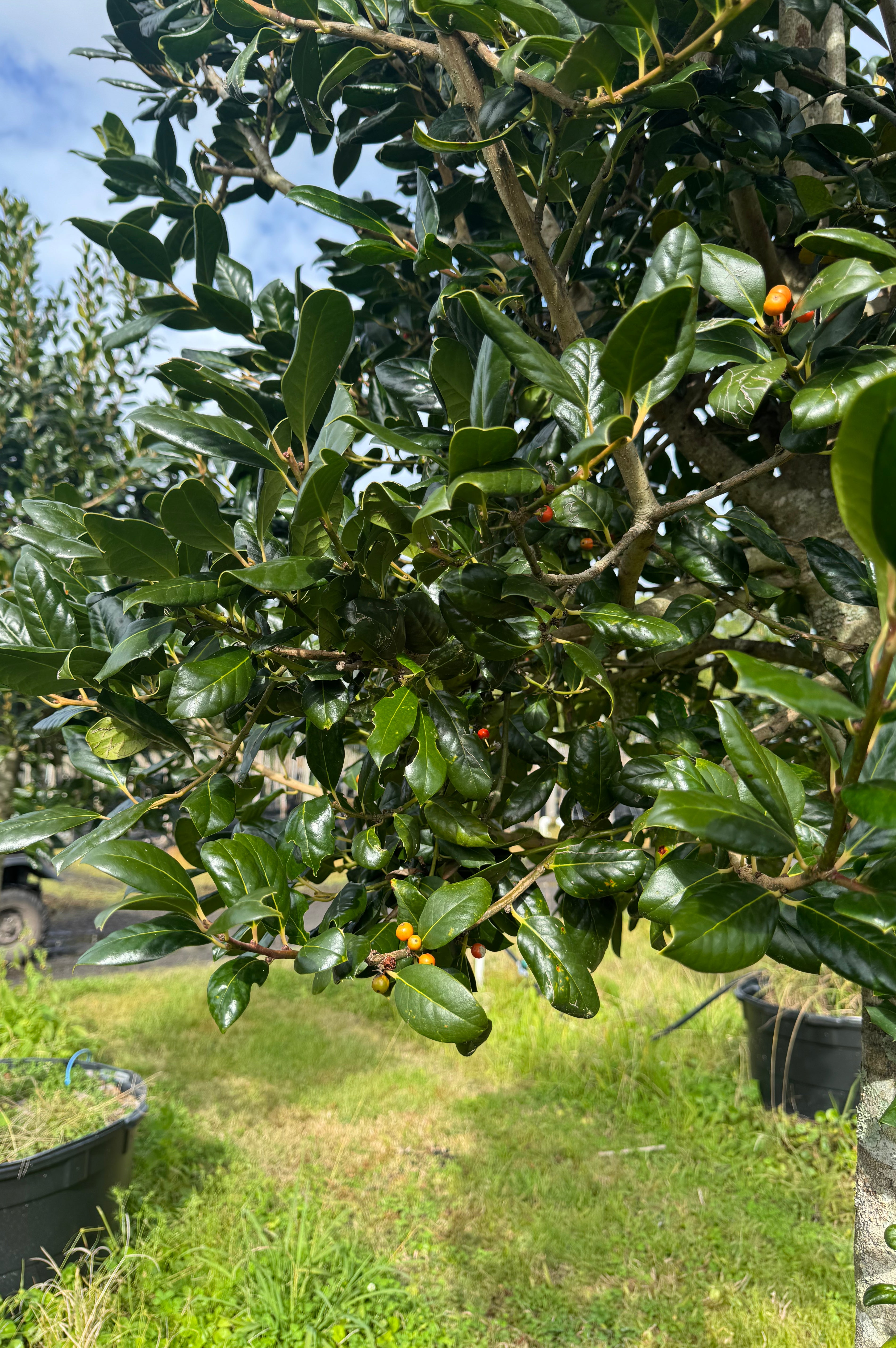 Nellie R Stevens (Ilex x 'Nellie R. Stevens)