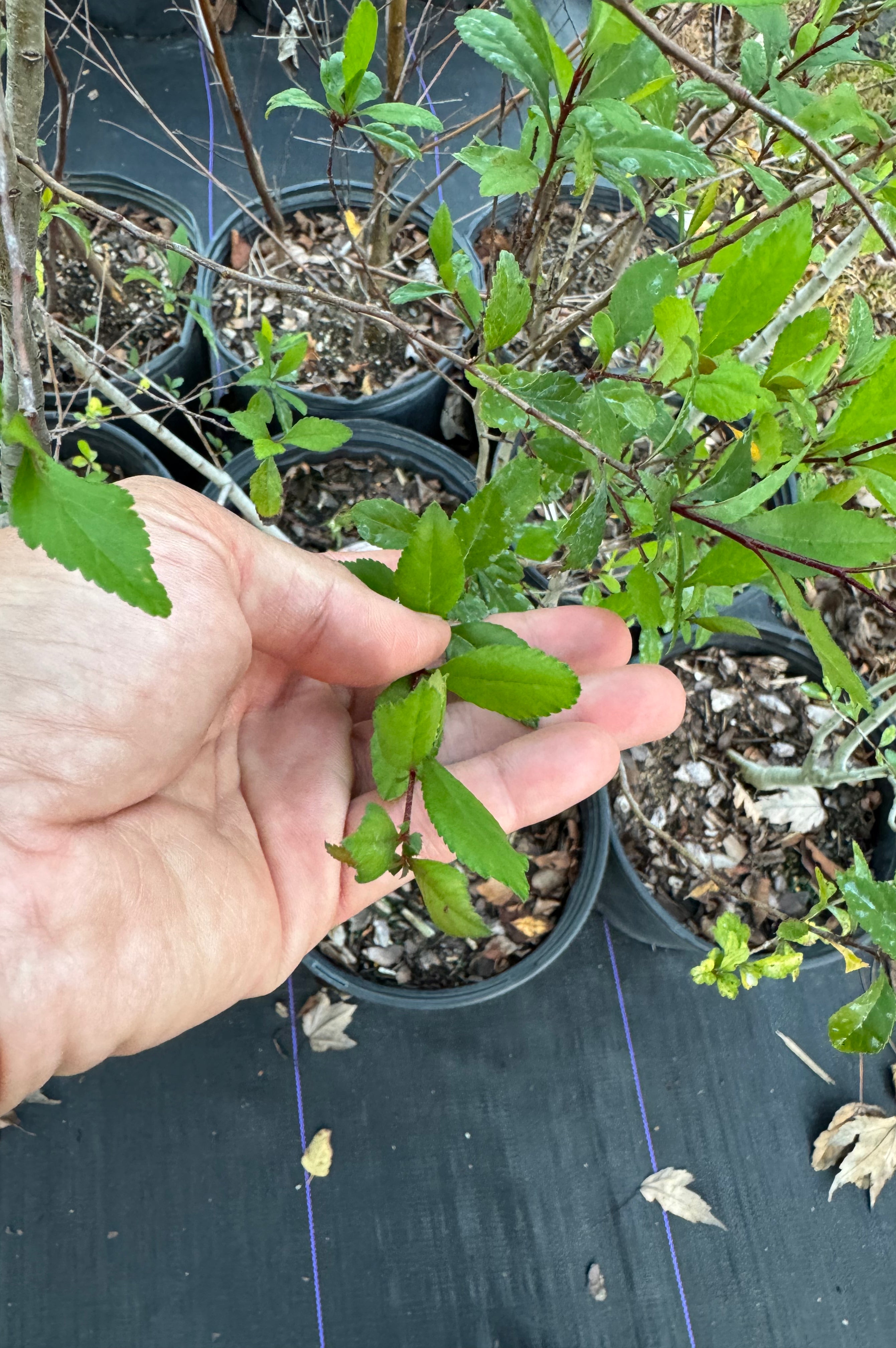 Mayhaw (Crataegus Aestivalis) Florida Native