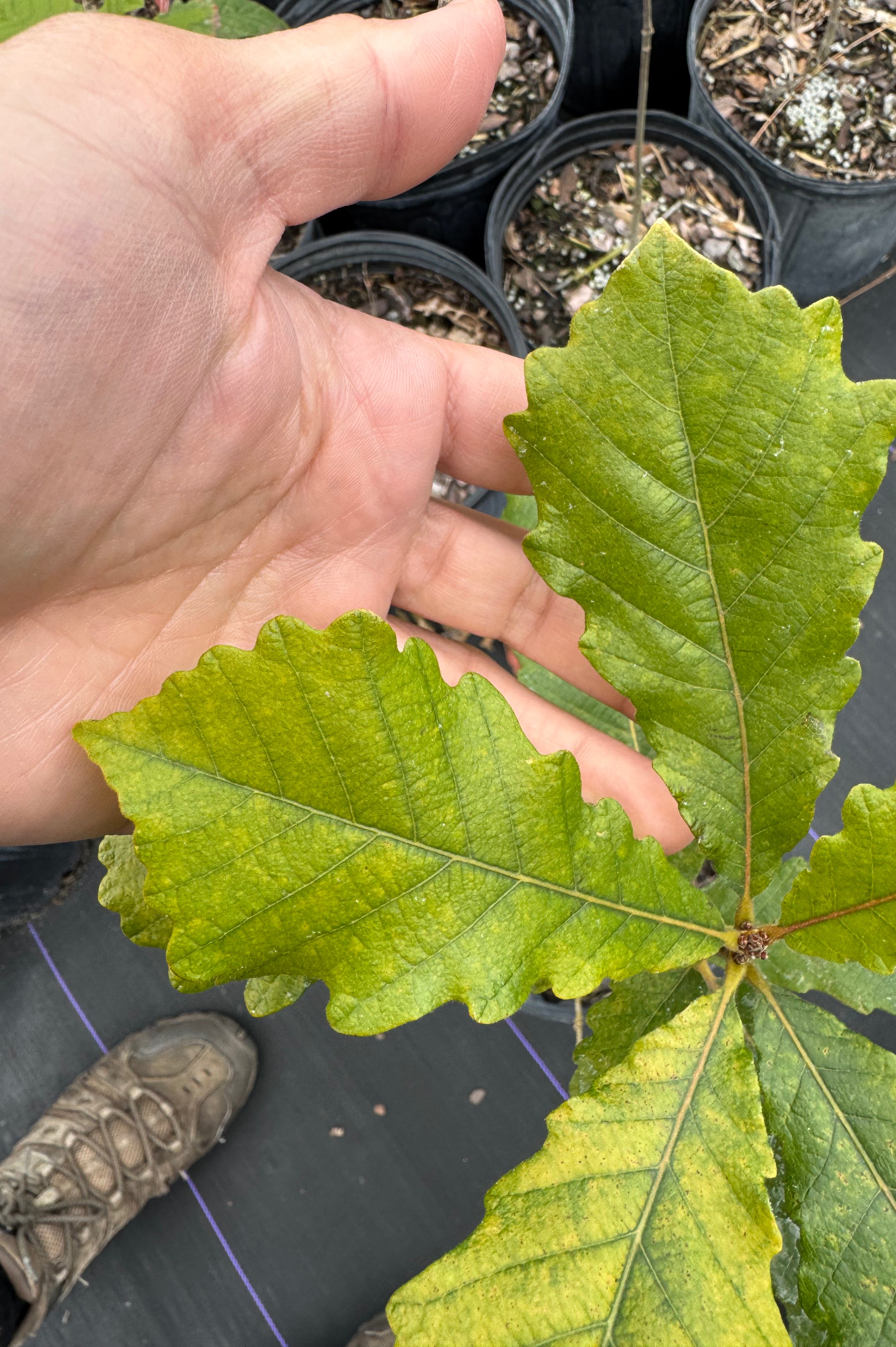 Swamp Chestnut Oak (Quercus Michauxii)