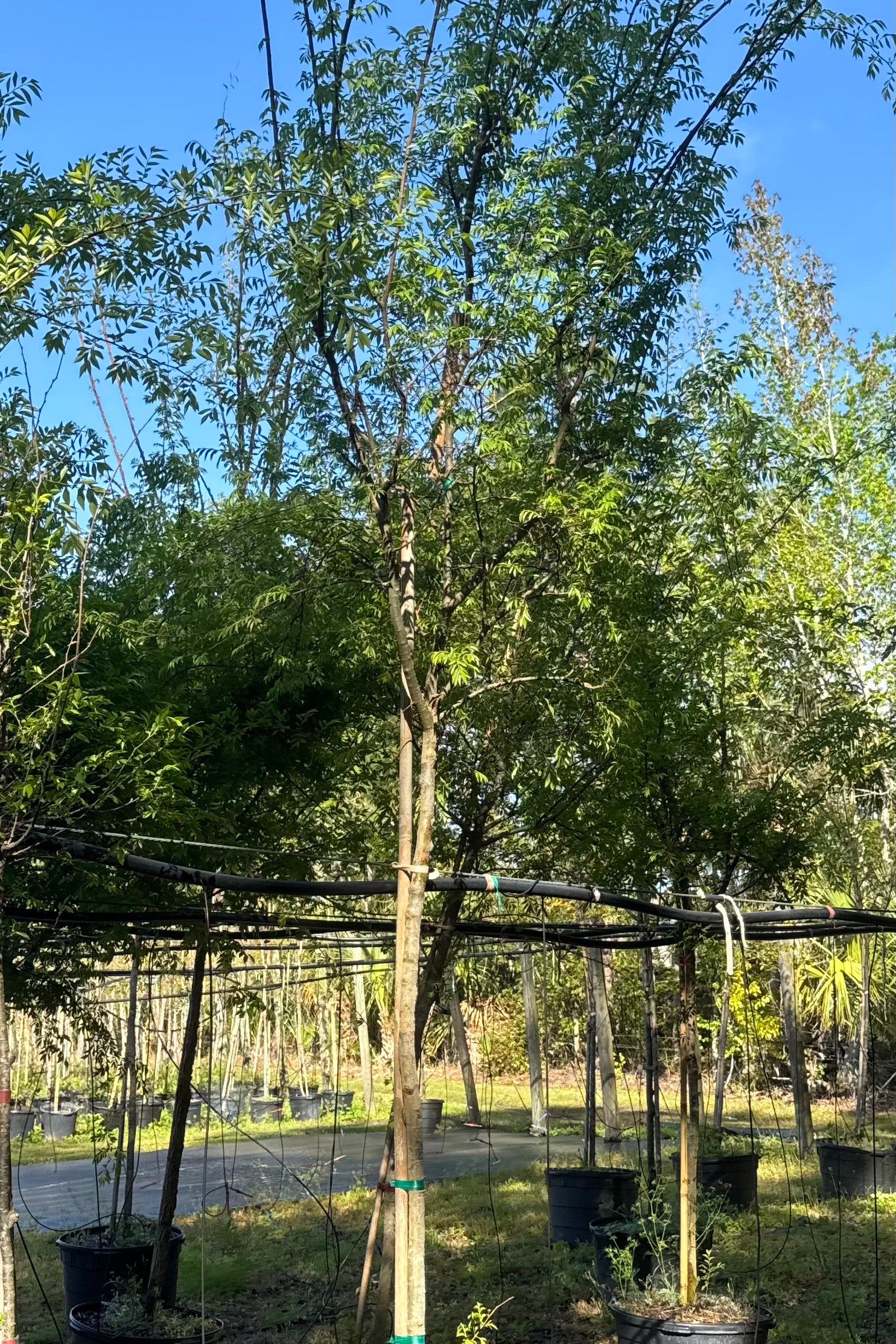 Drake Elm (Ulmus Parvifolia)