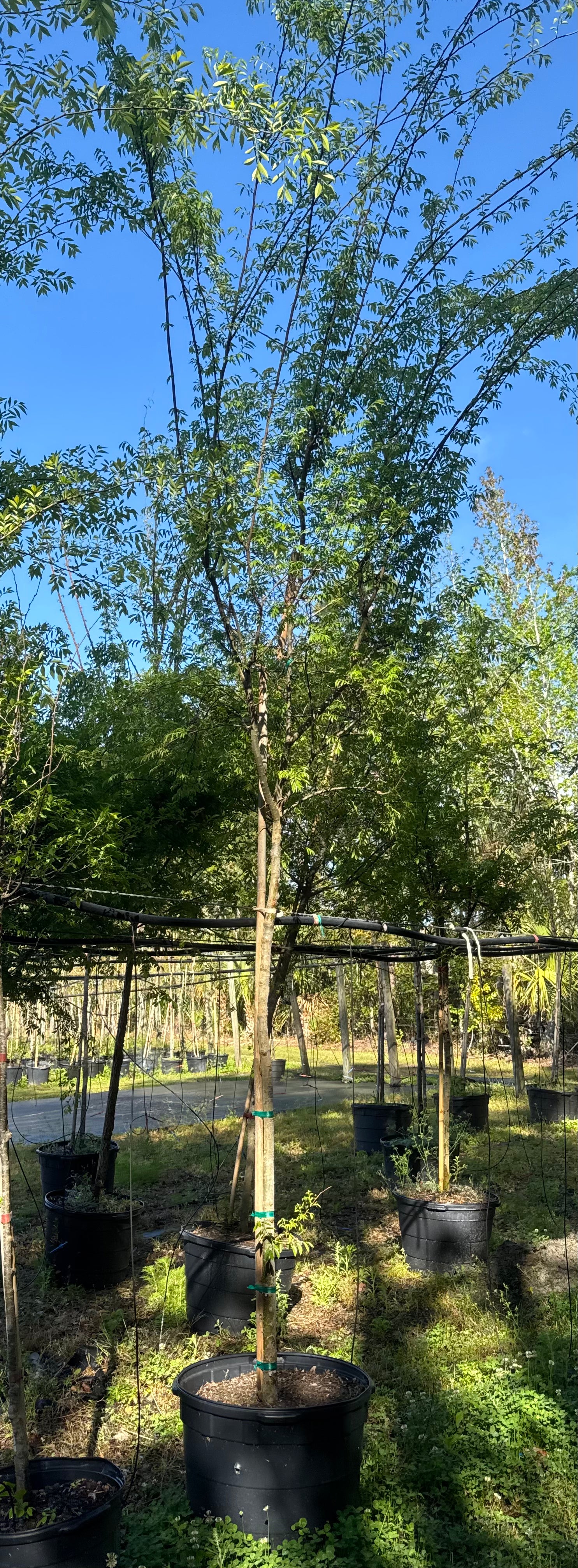 Drake Elm (Ulmus Parvifolia)