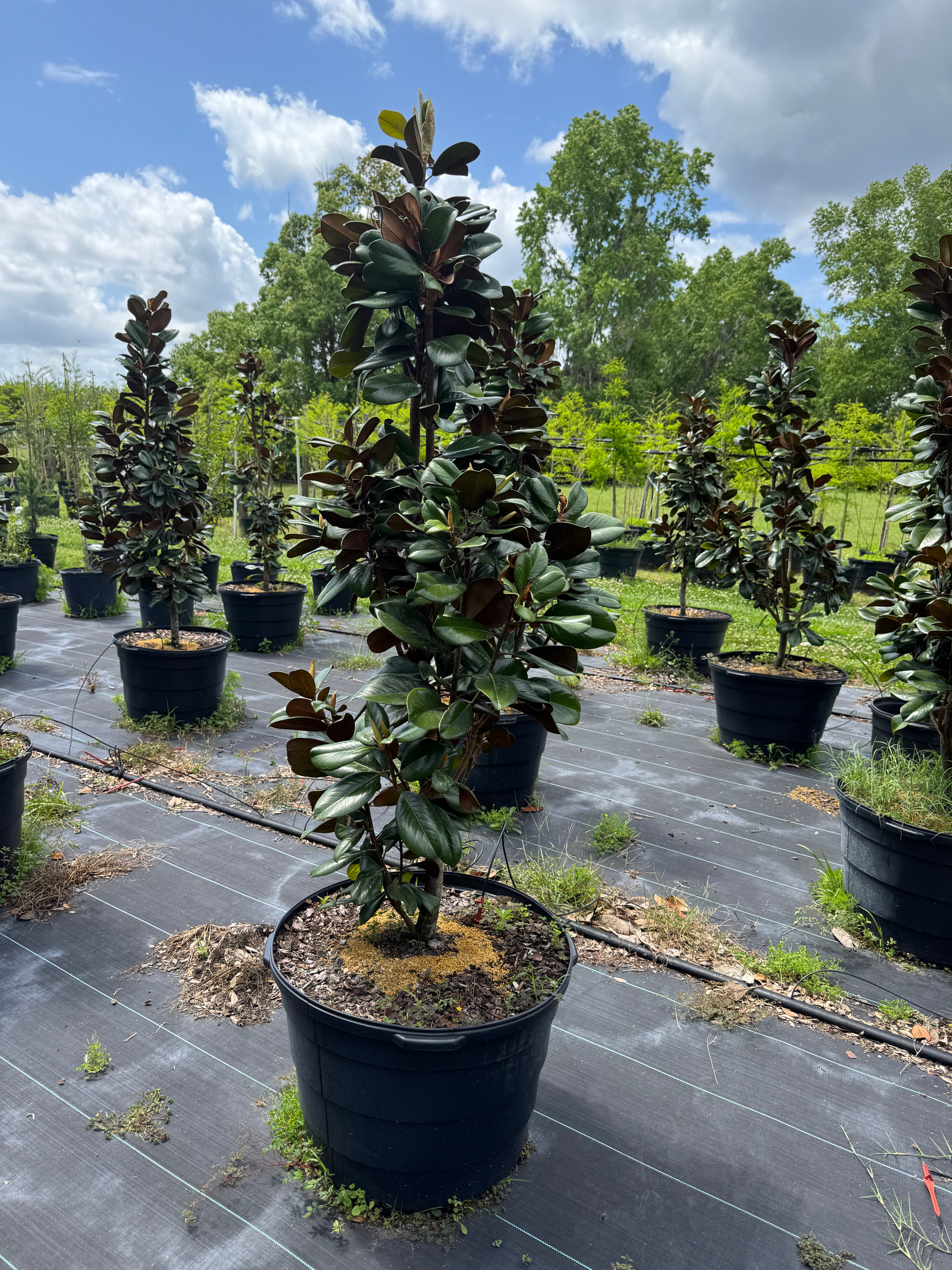 Teddy Bear Magnolia (Magnolia Grandiflora 'Southern Charm)