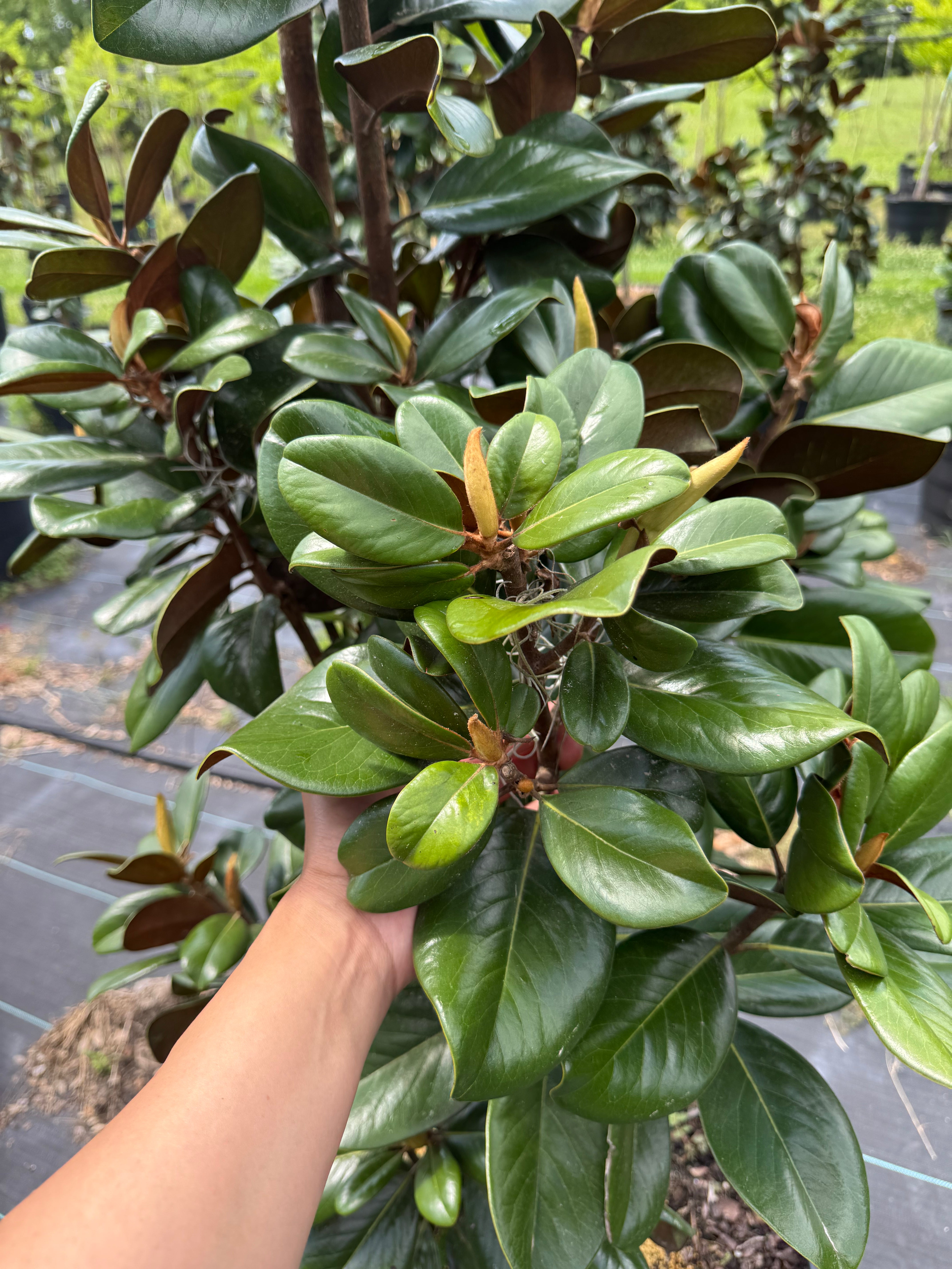 Teddy Bear Magnolia (Magnolia Grandiflora 'Southern Charm)