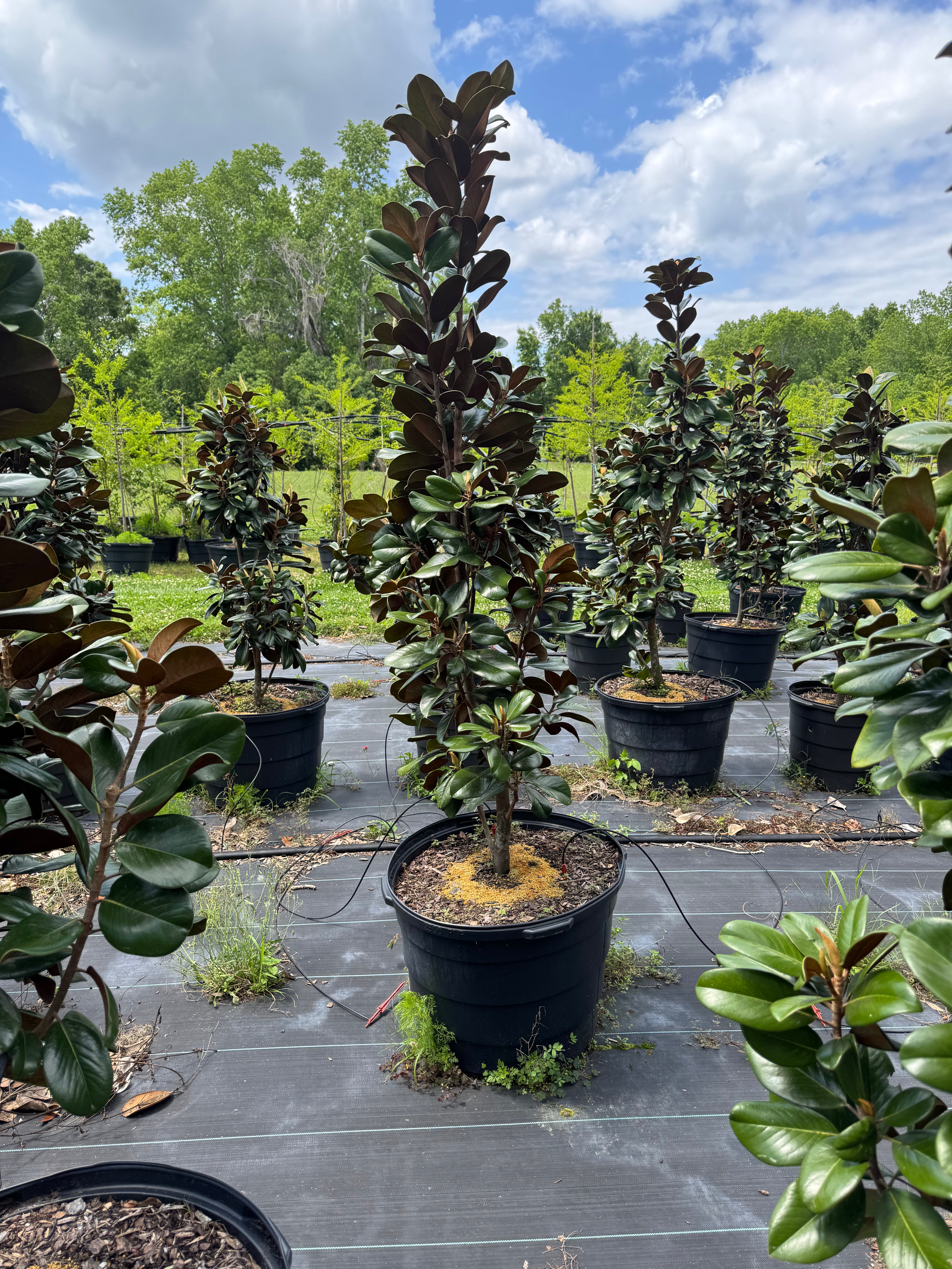 Teddy Bear Magnolia (Magnolia Grandiflora 'Southern Charm)