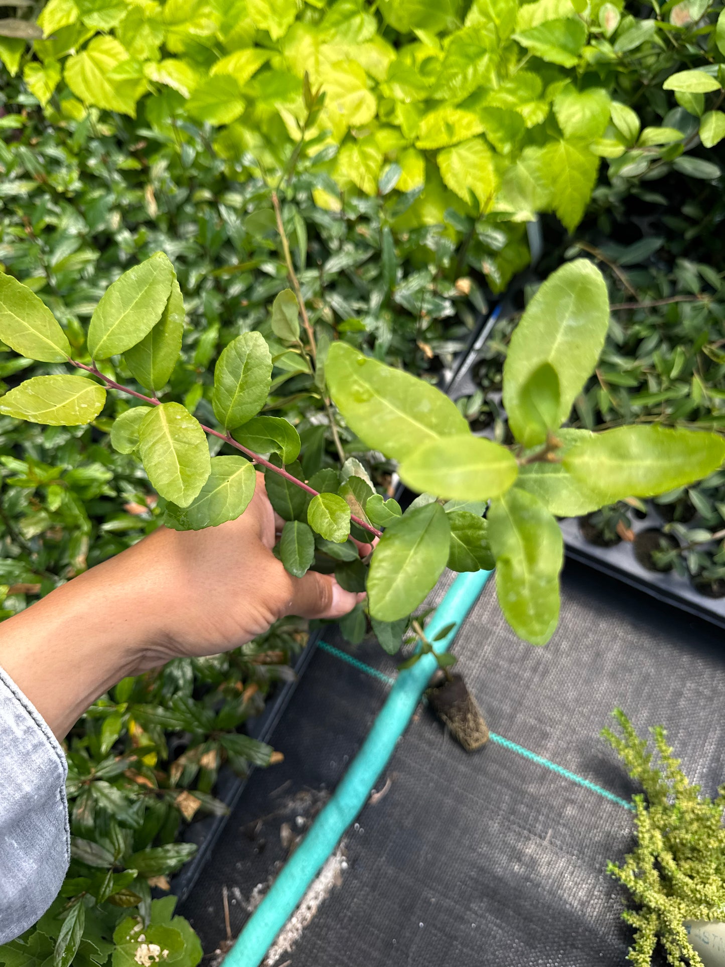 Goji Berry (Lycium Barbarum) Liner