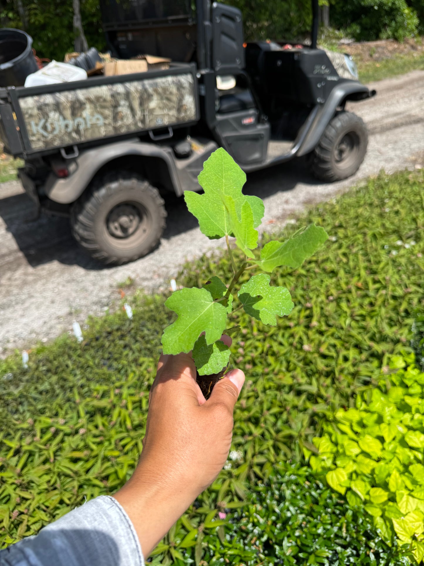 Fignomenal (Ficus Carica) Liner