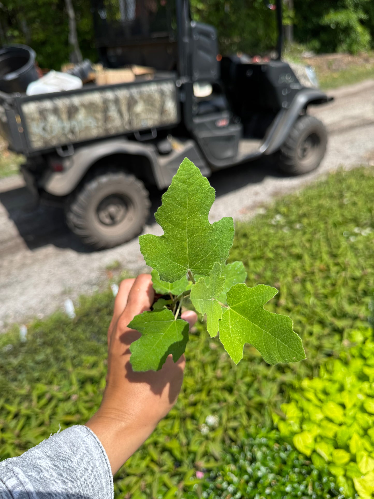 Fignomenal (Ficus Carica) Liner