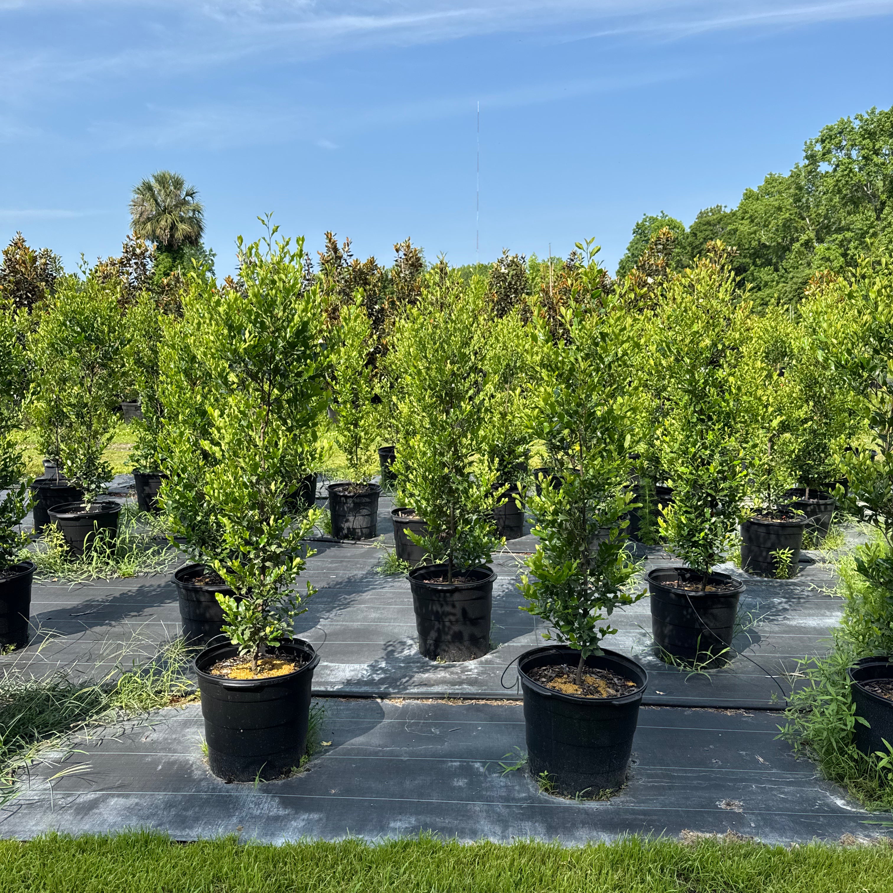 Cherry laurel