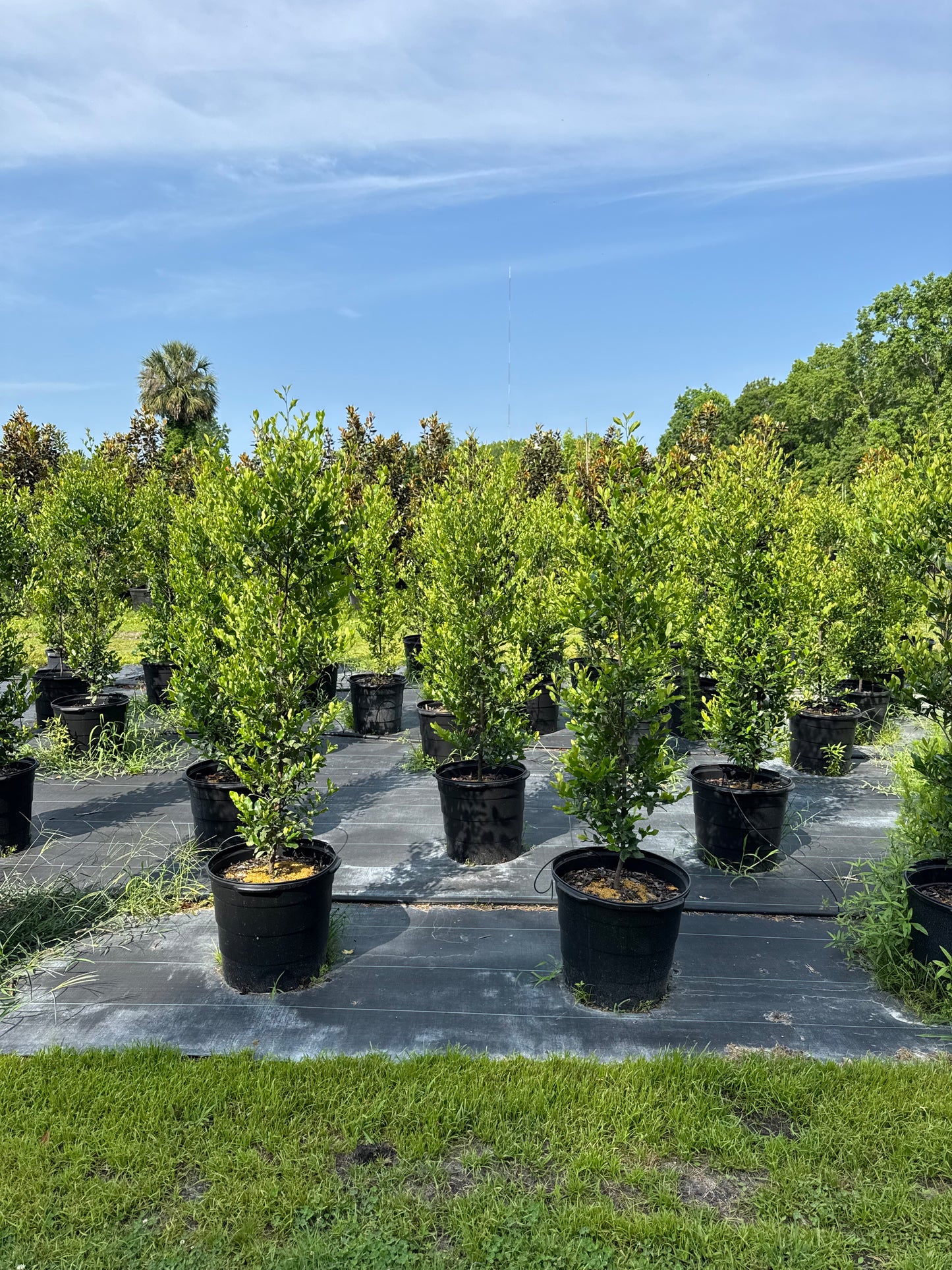 Cherry Laurel (Prunus Laurocerasus) 15g