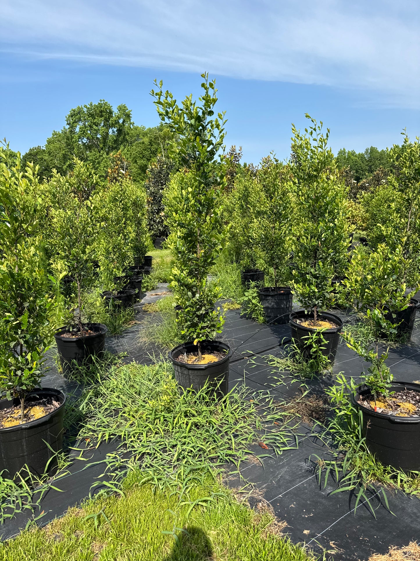 Cherry Laurel (Prunus Laurocerasus) 15g