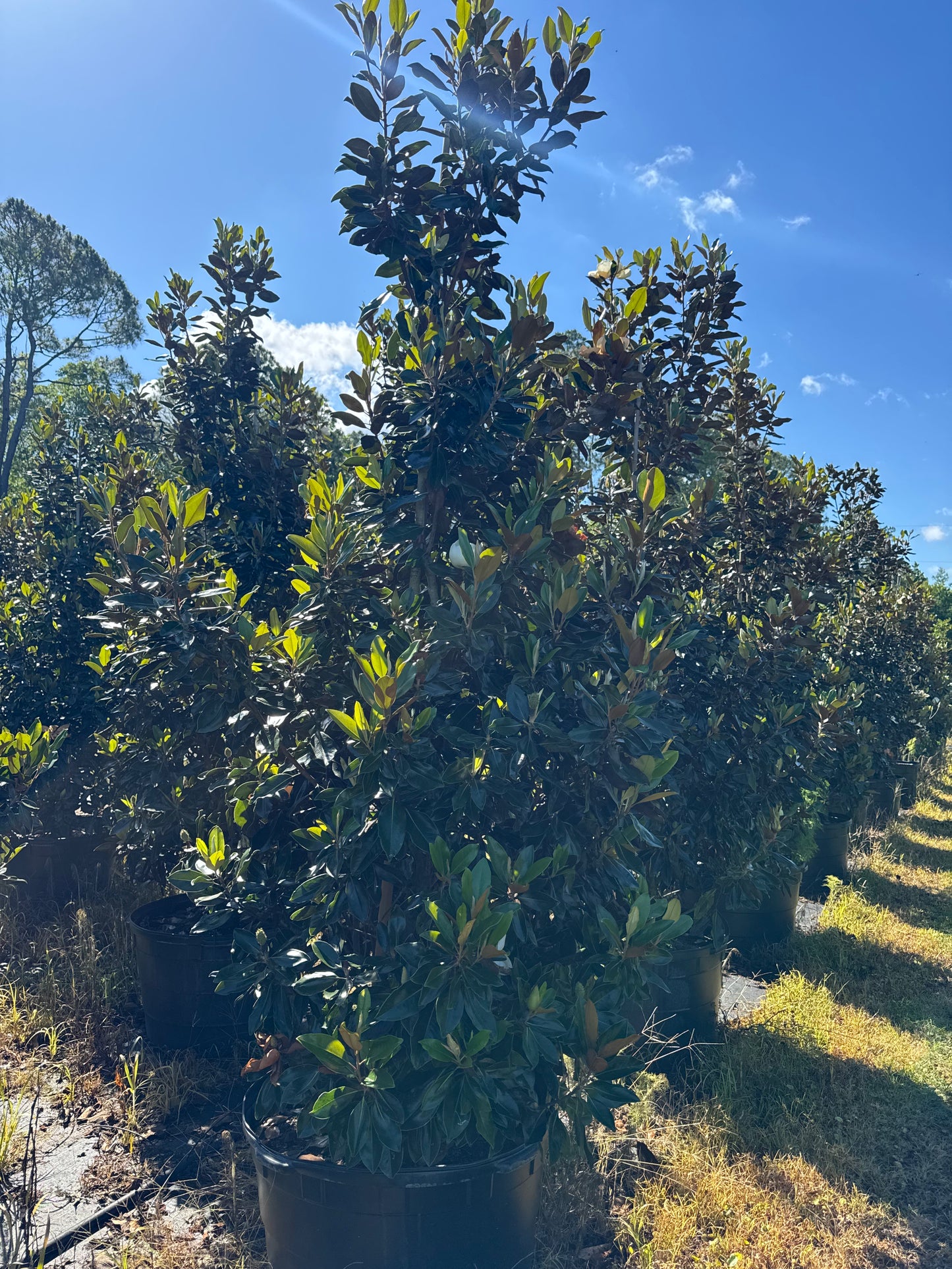 Little Gem Magnolias (Magnolia Grandiflora) Florida Native 15, 30 & 45 Gallon