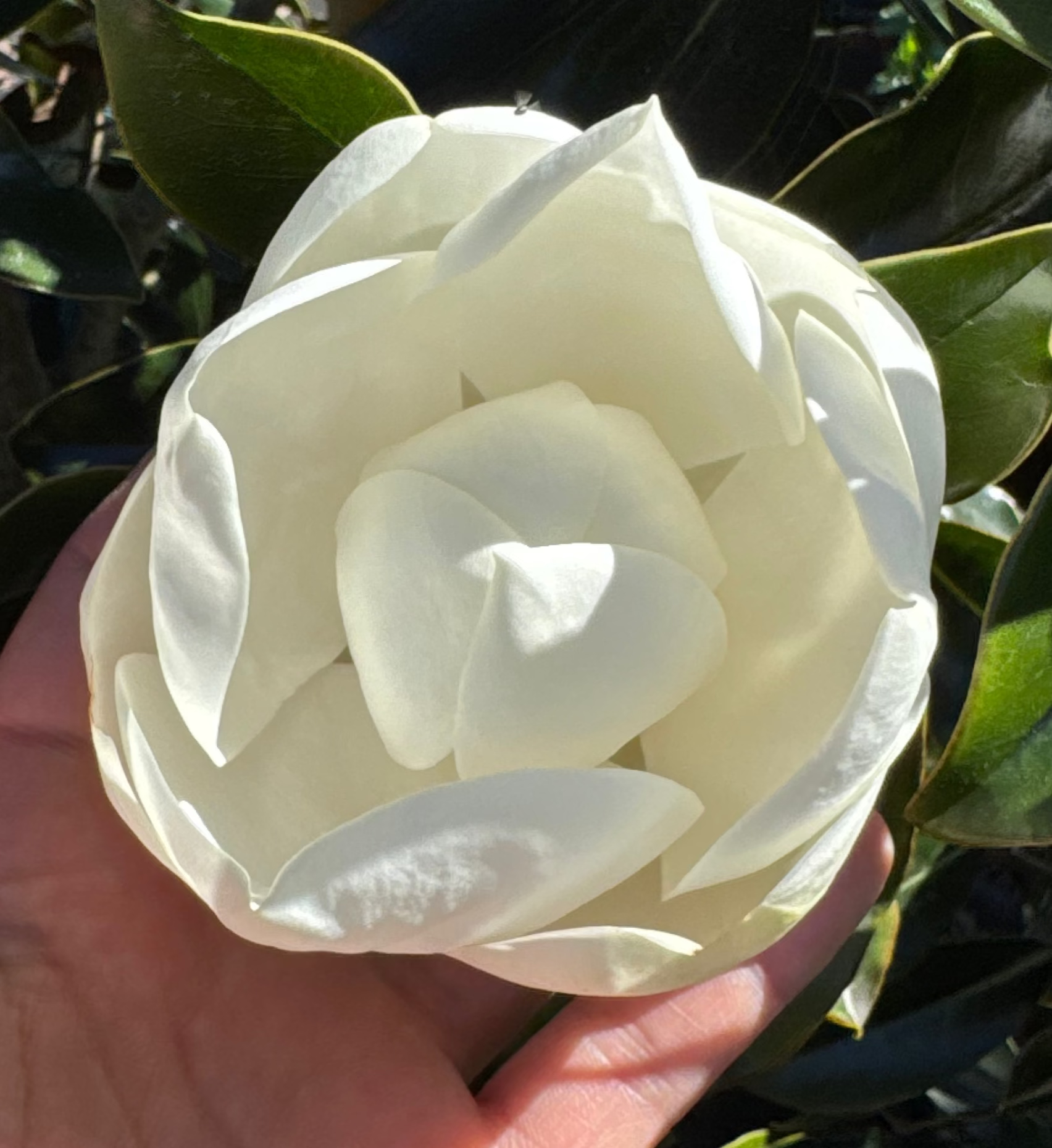 Little Gem Magnolias (Magnolia Grandiflora)