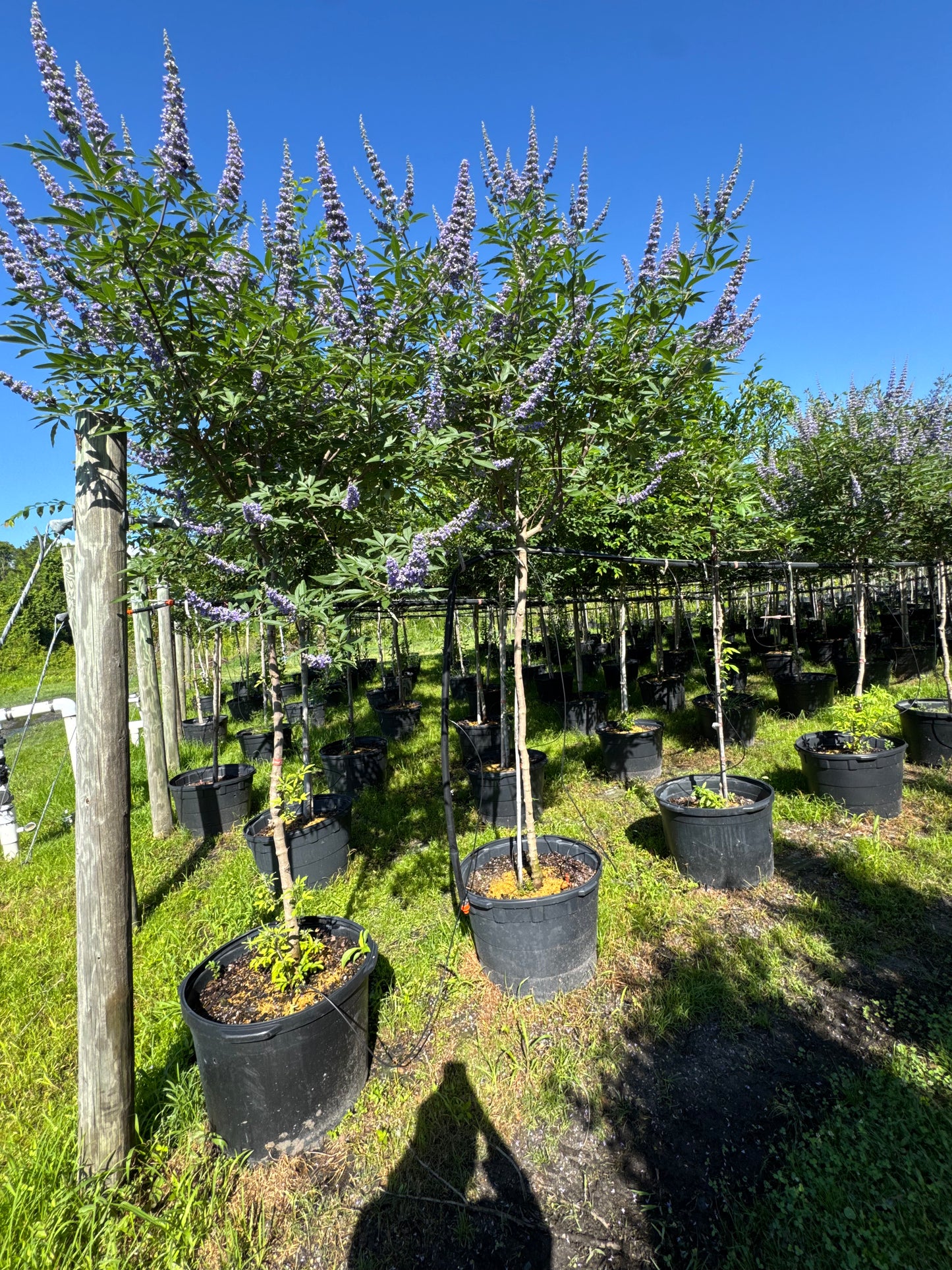 Vitex Tree (Vitex Agnus-Castus)Topiary & Bush 15 Gallon