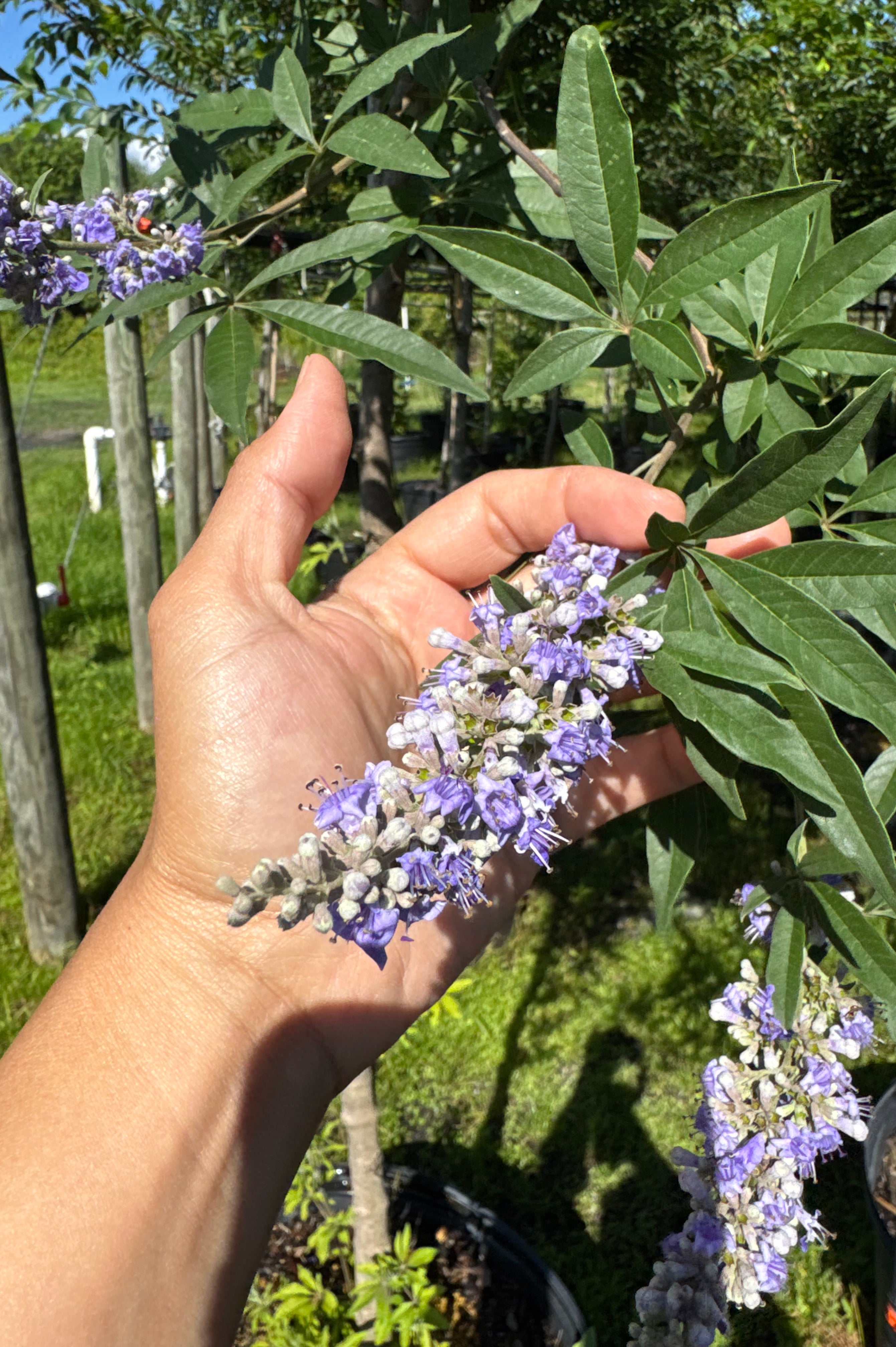 SUPER SALE Vitex Tree (Vitex Agnus-Castus) Topiary