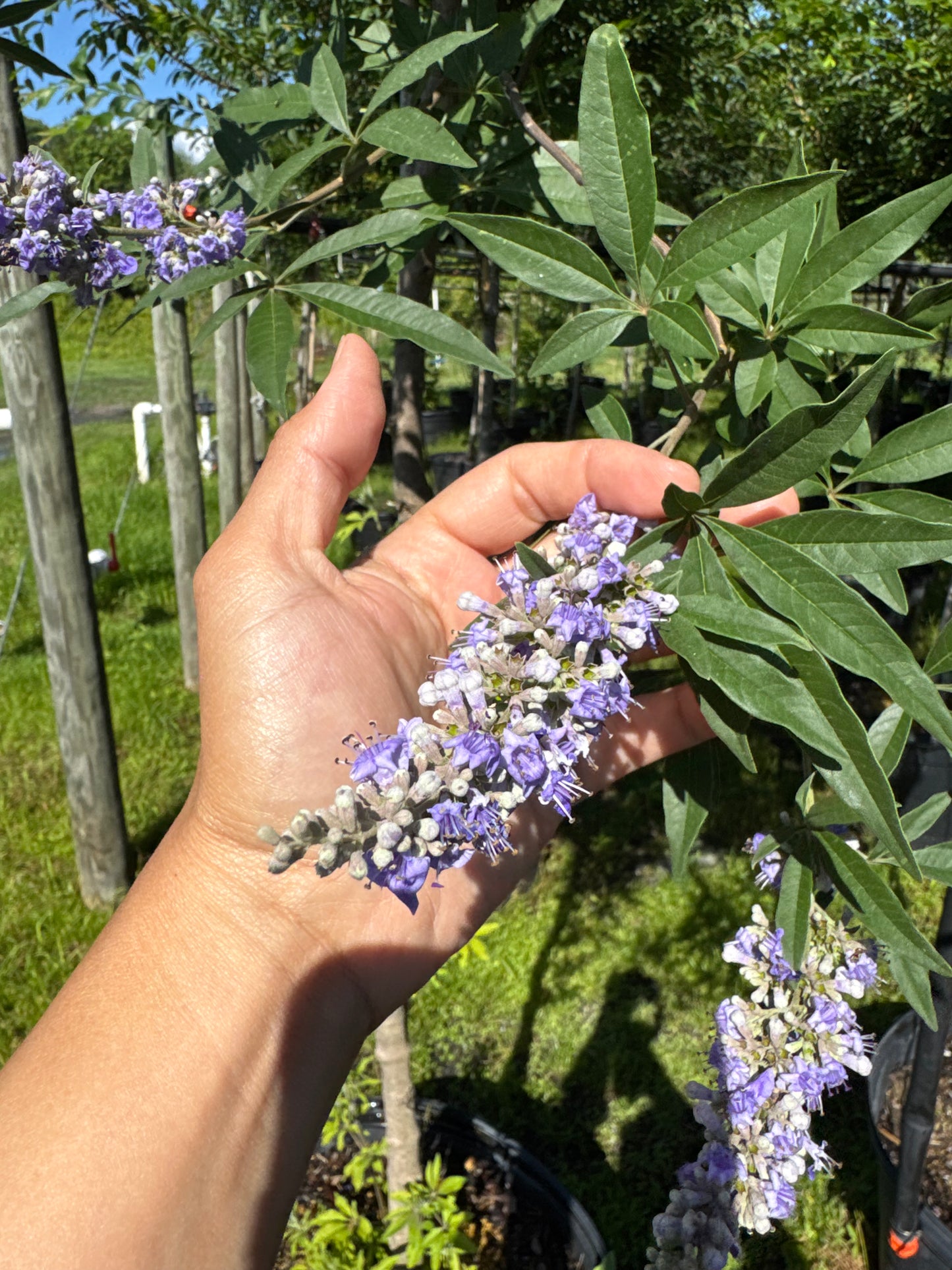 Vitex Tree (Vitex Agnus-Castus)Topiary & Bush 15 Gallon