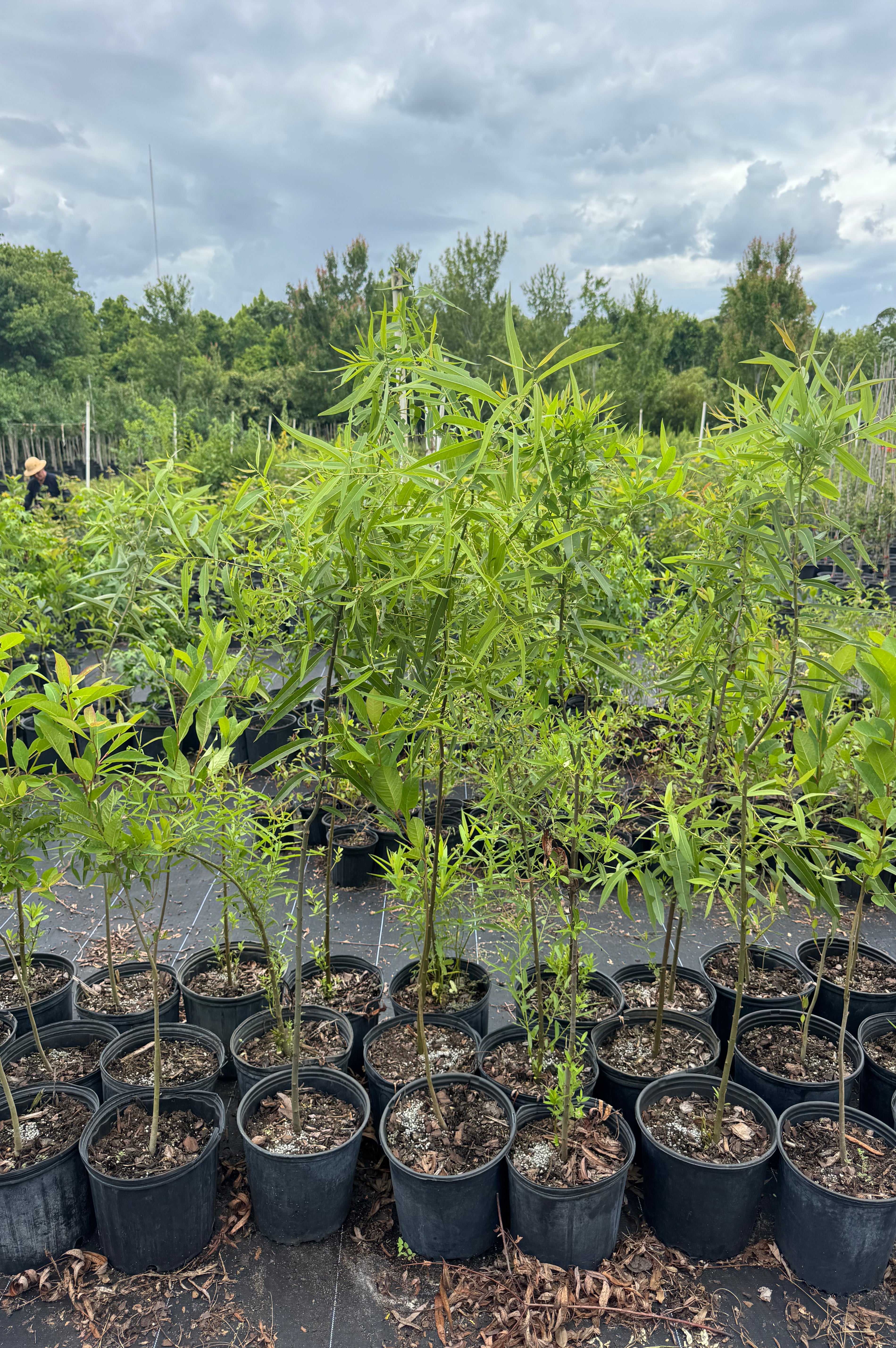 Carolina Willow (Salix caroliniana)