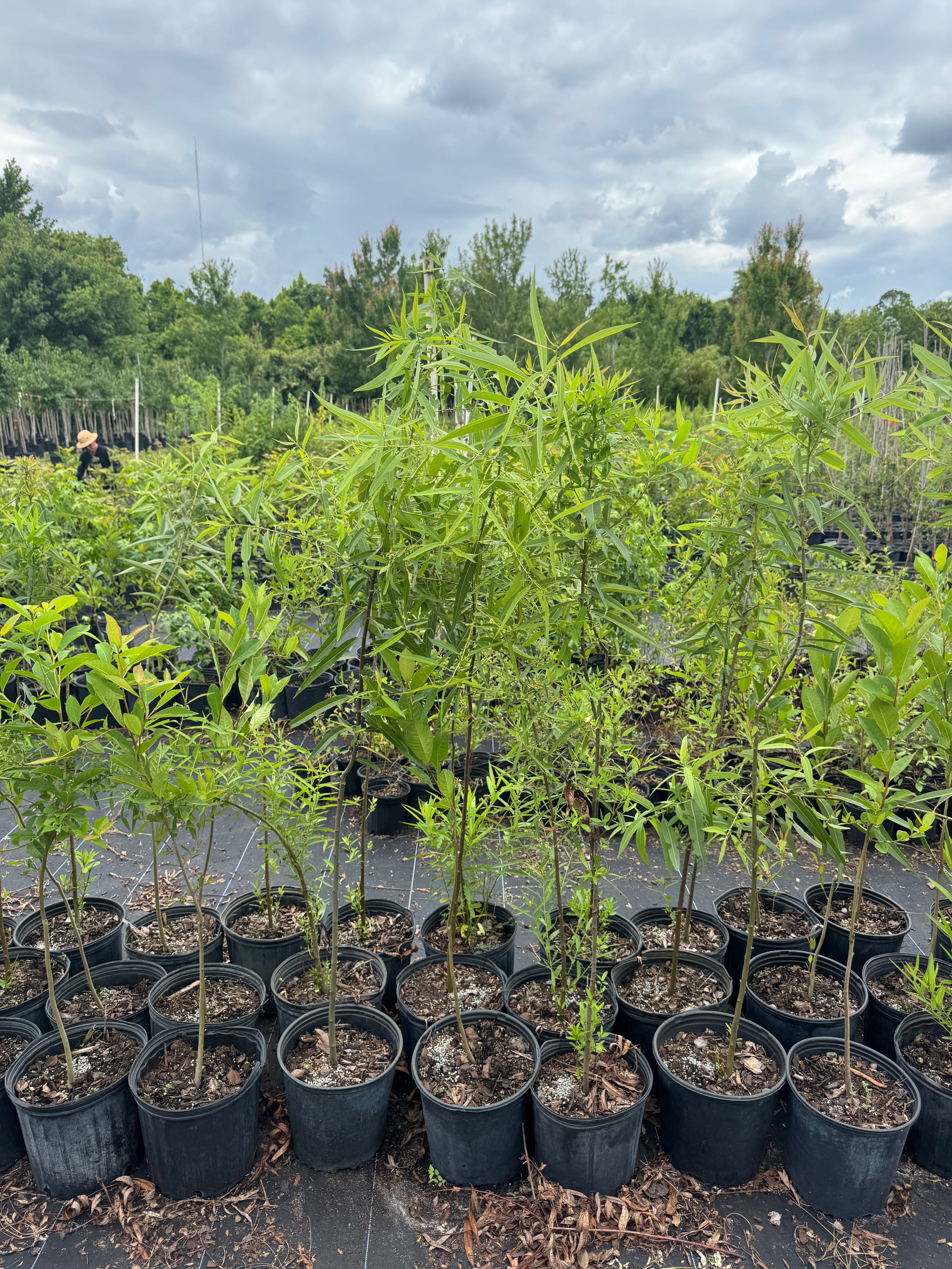 Carolina Willow (Salix caroliniana)